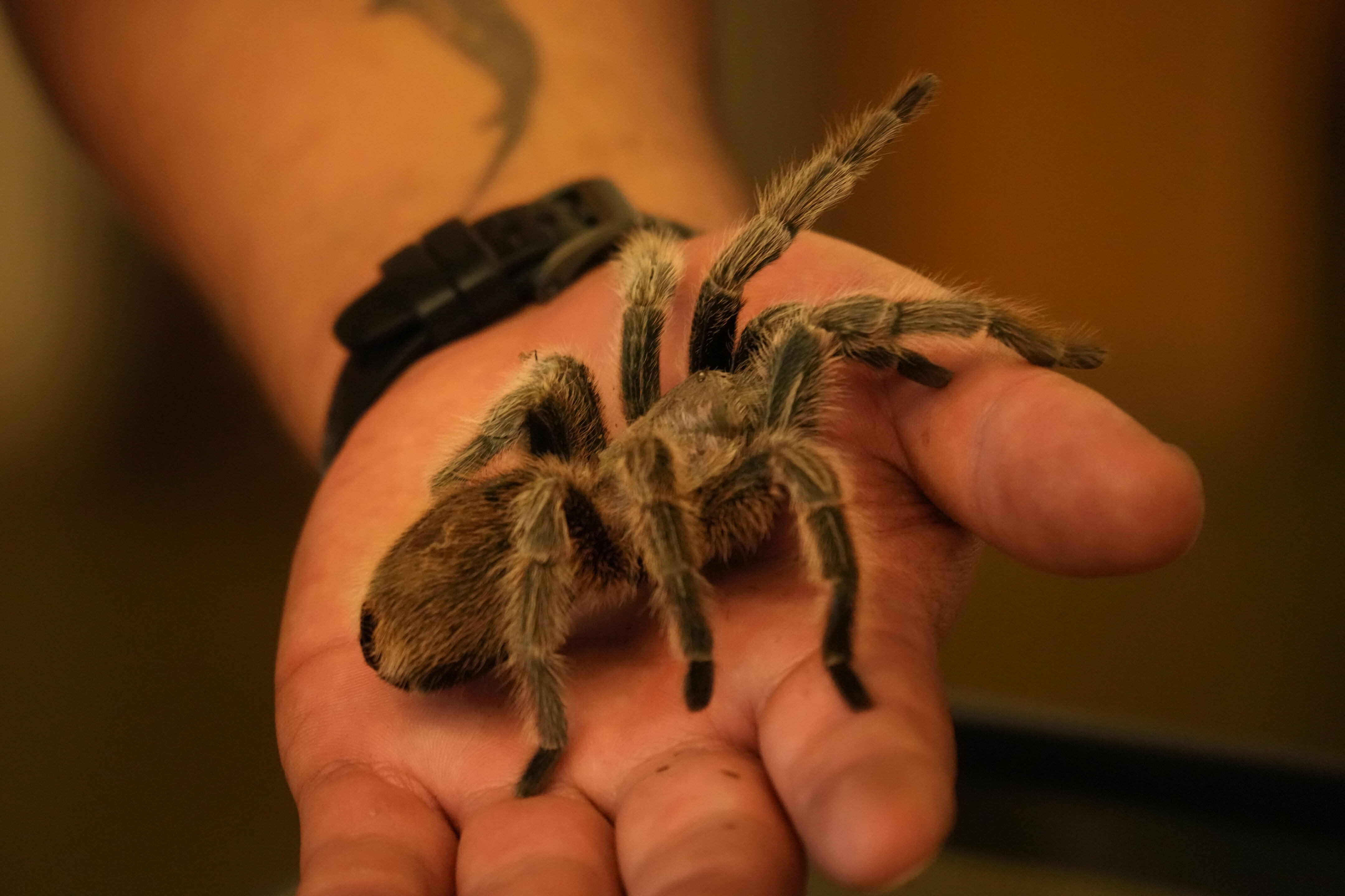 McClellan Ranch Preserve