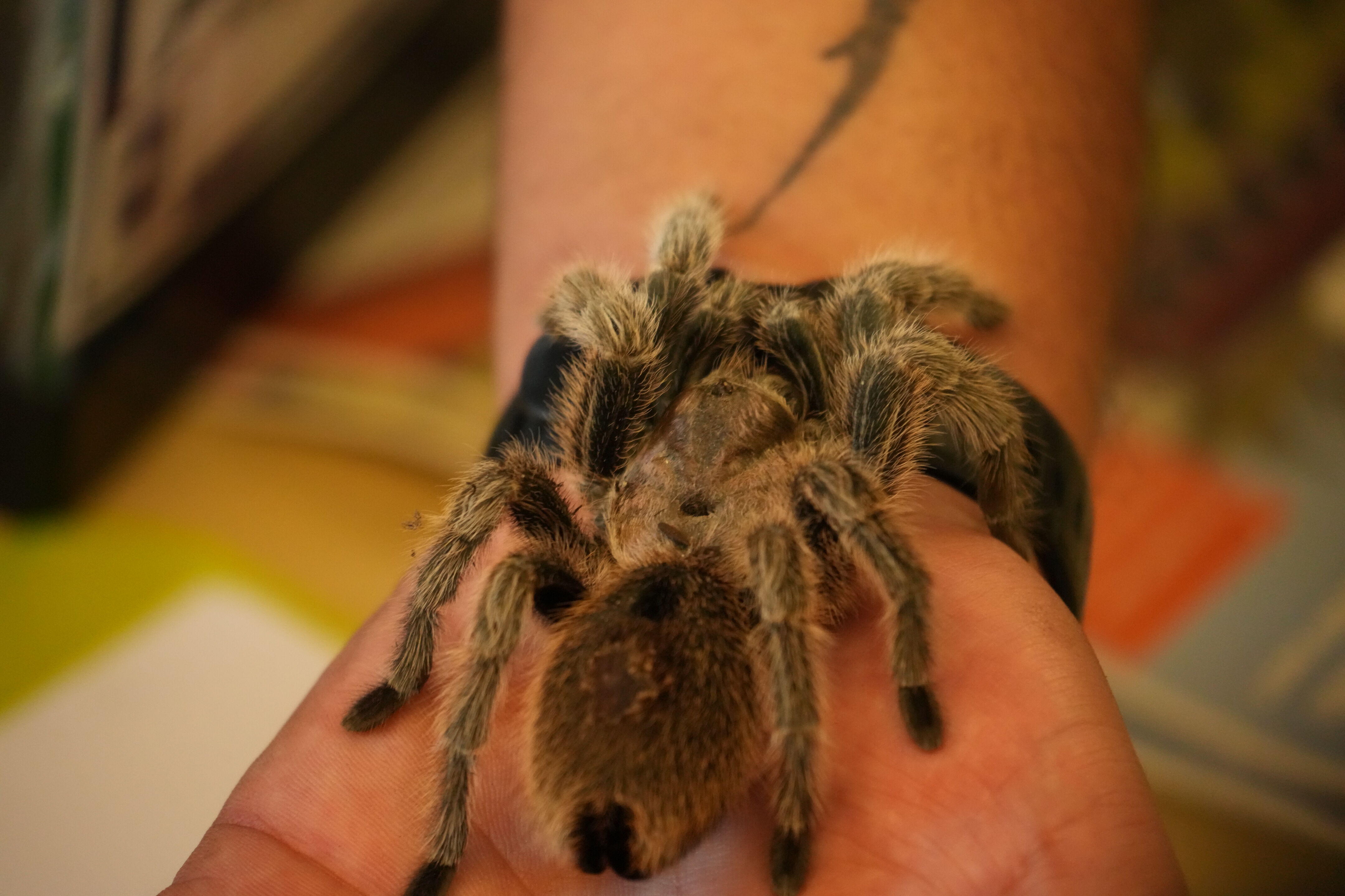 McClellan Ranch Preserve