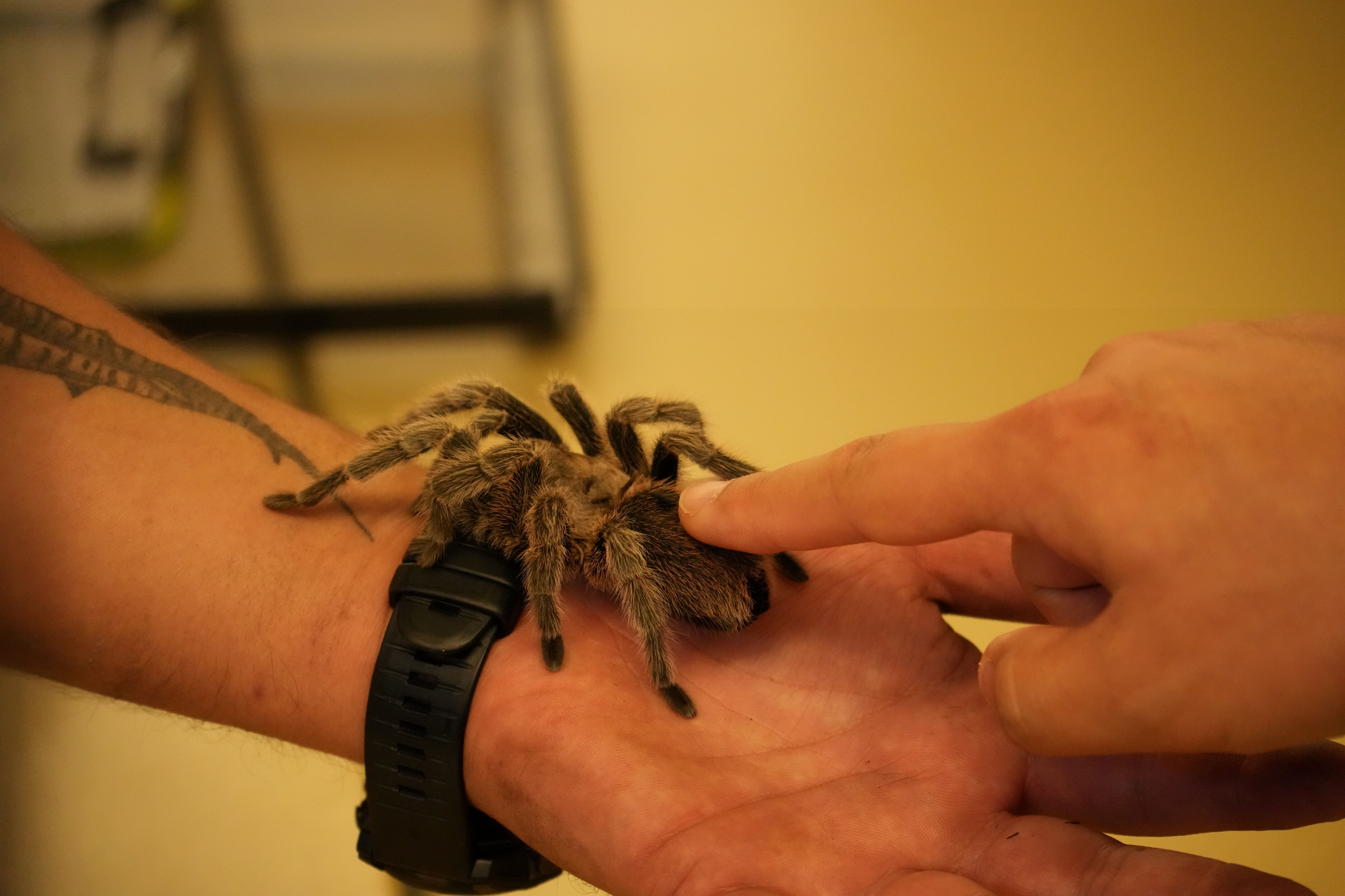 McClellan Ranch Preserve