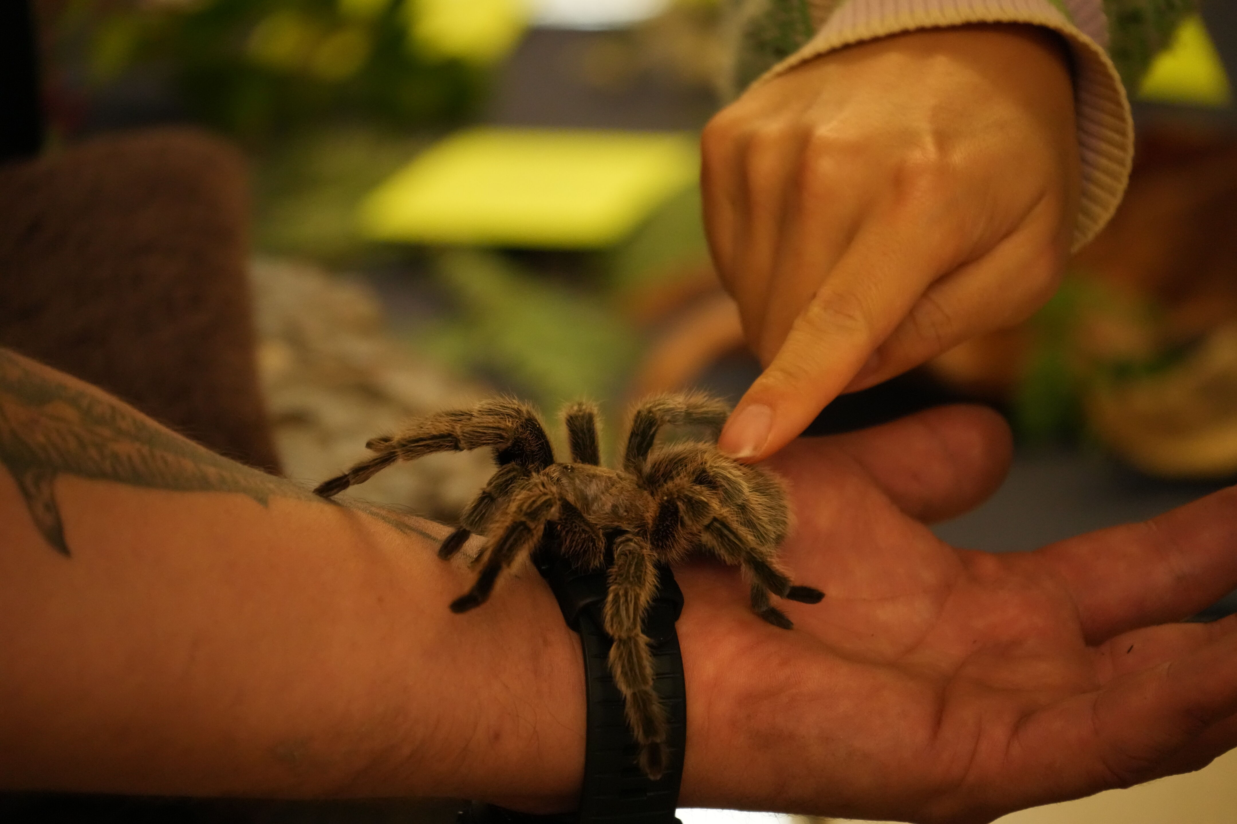 McClellan Ranch Preserve