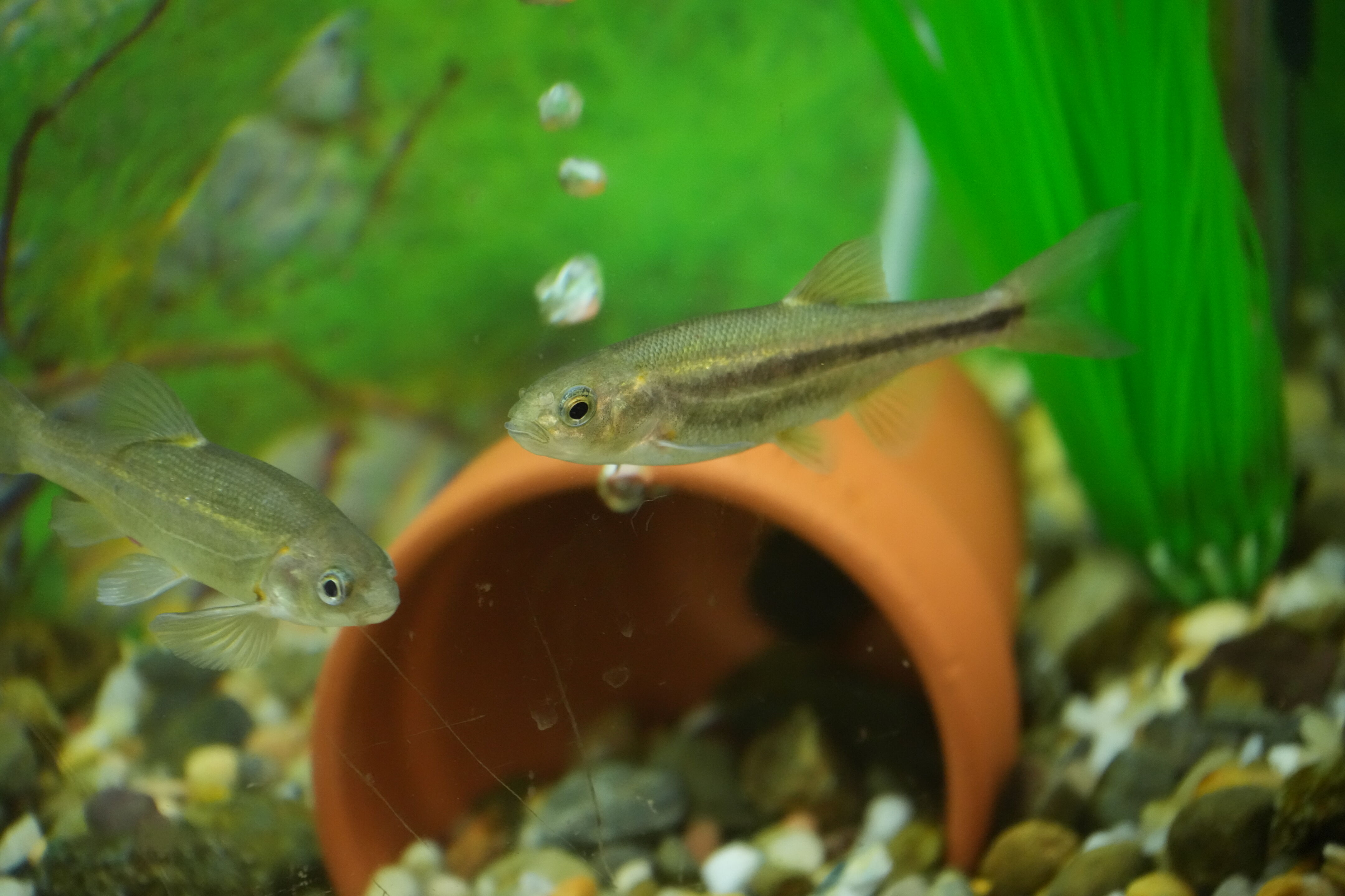 McClellan Ranch Preserve