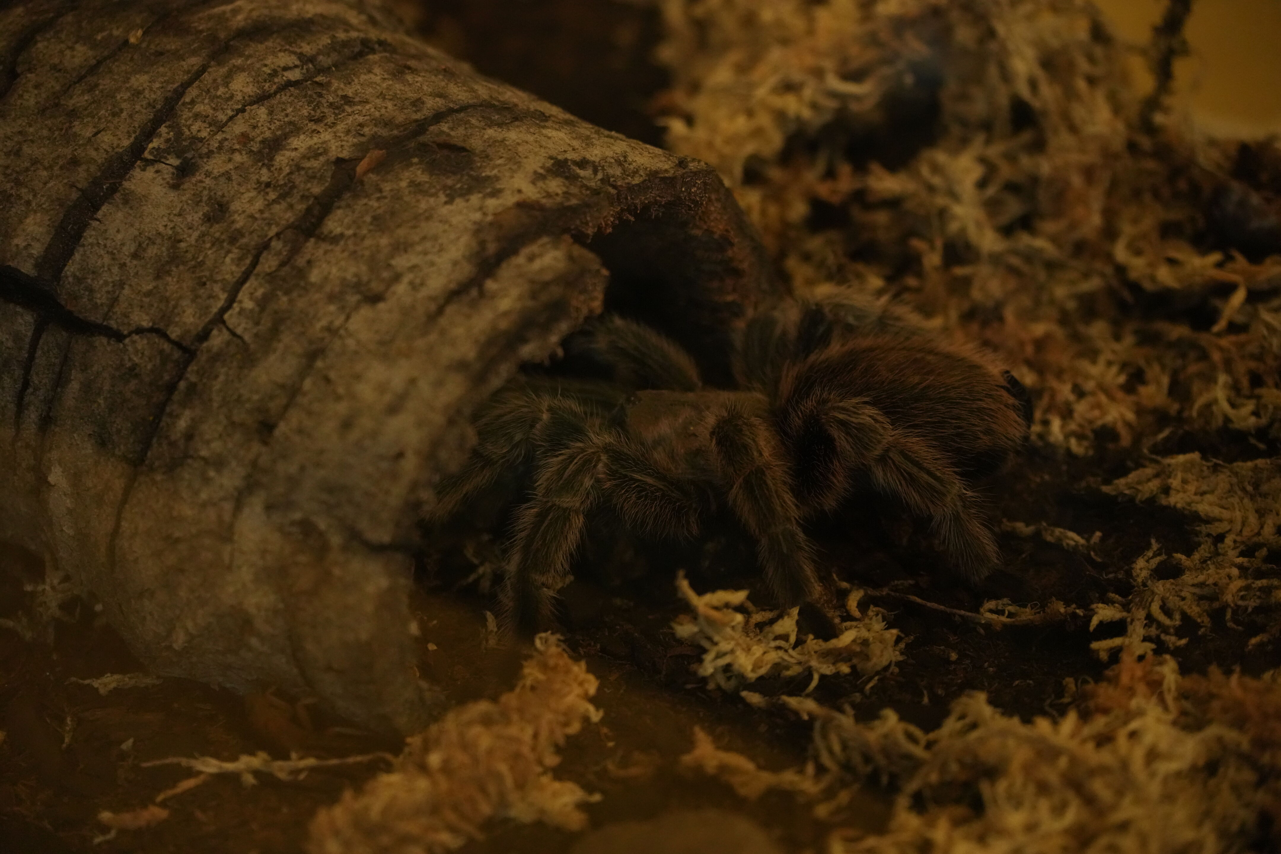 McClellan Ranch Preserve