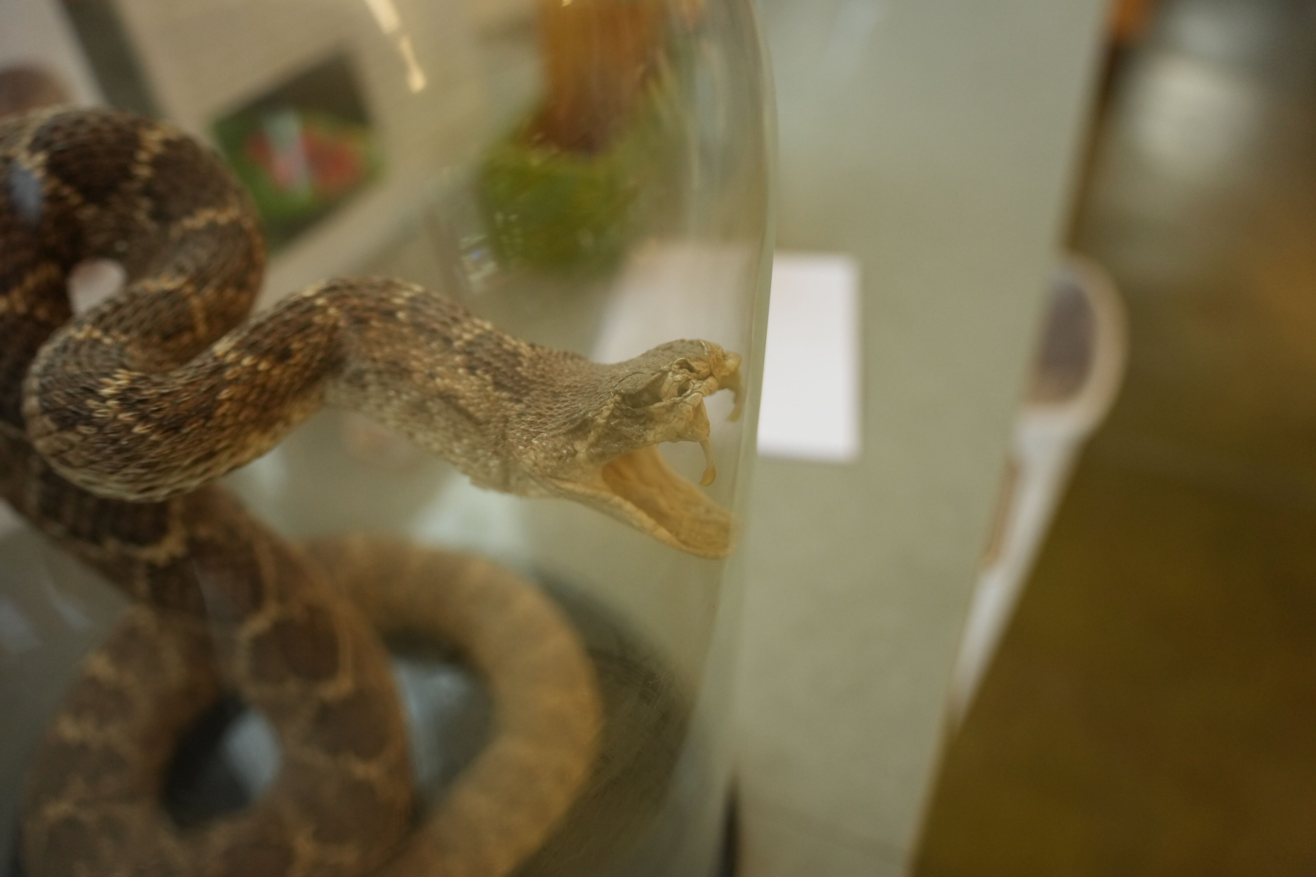 McClellan Ranch Preserve