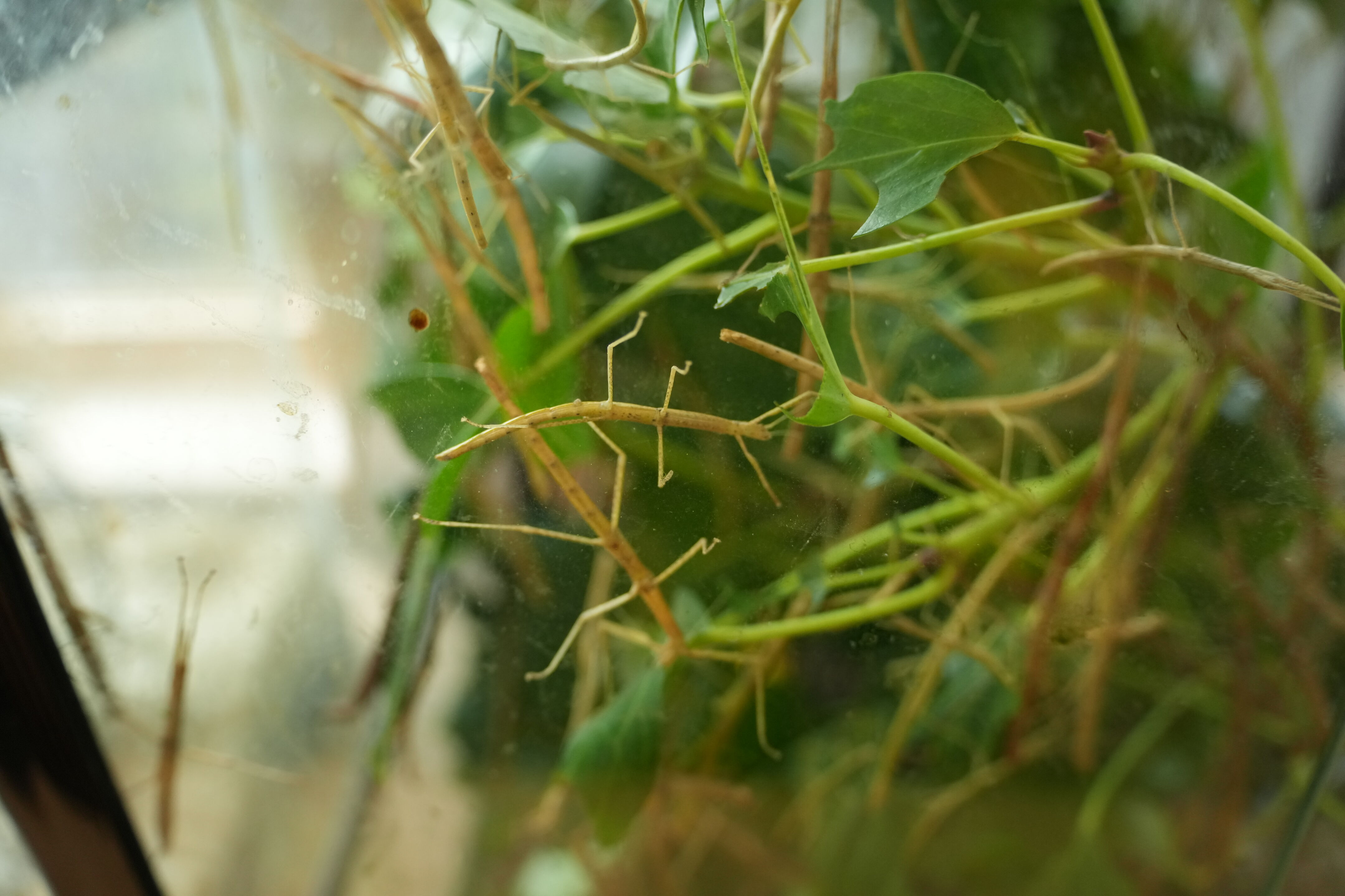 McClellan Ranch Preserve