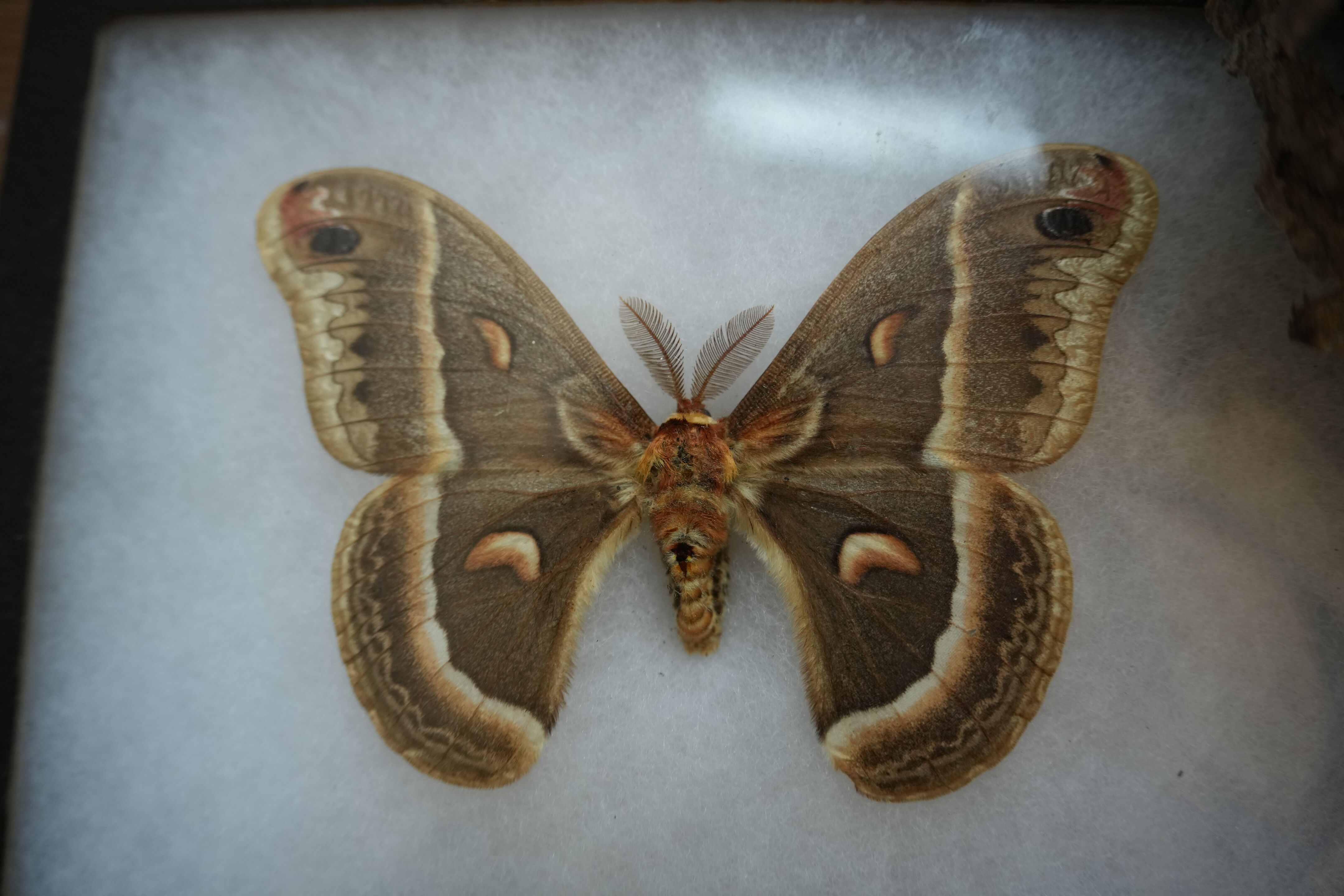 McClellan Ranch Preserve