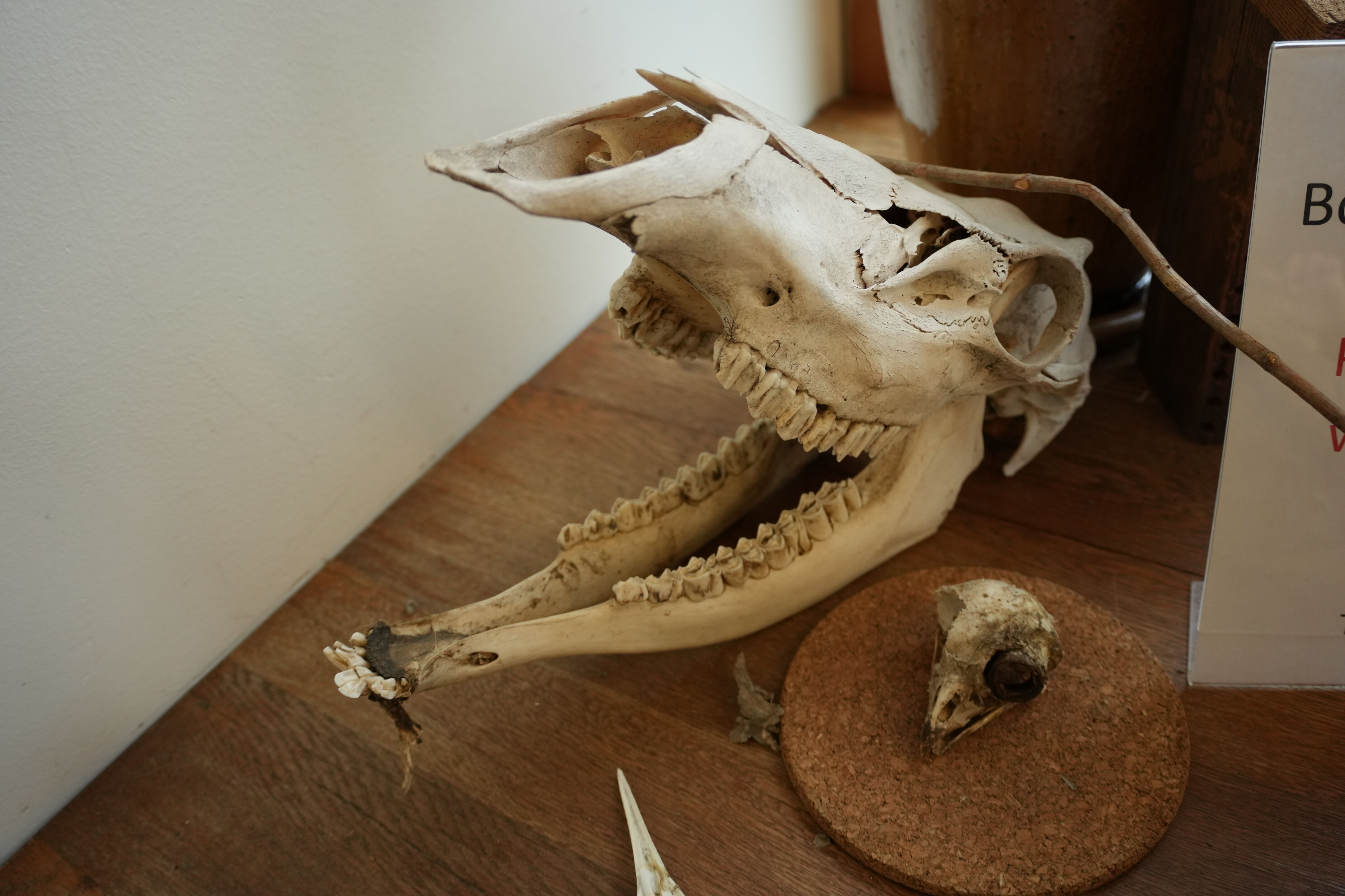 McClellan Ranch Preserve