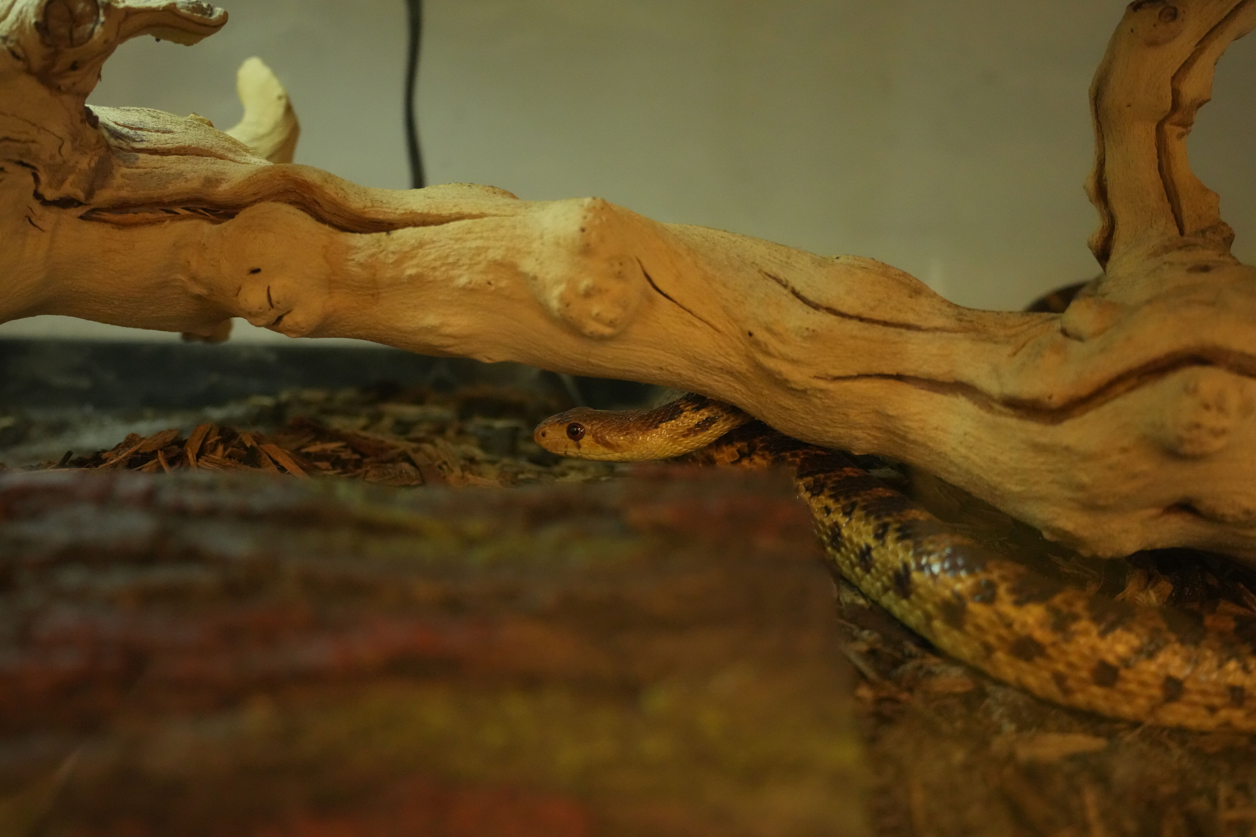 McClellan Ranch Preserve