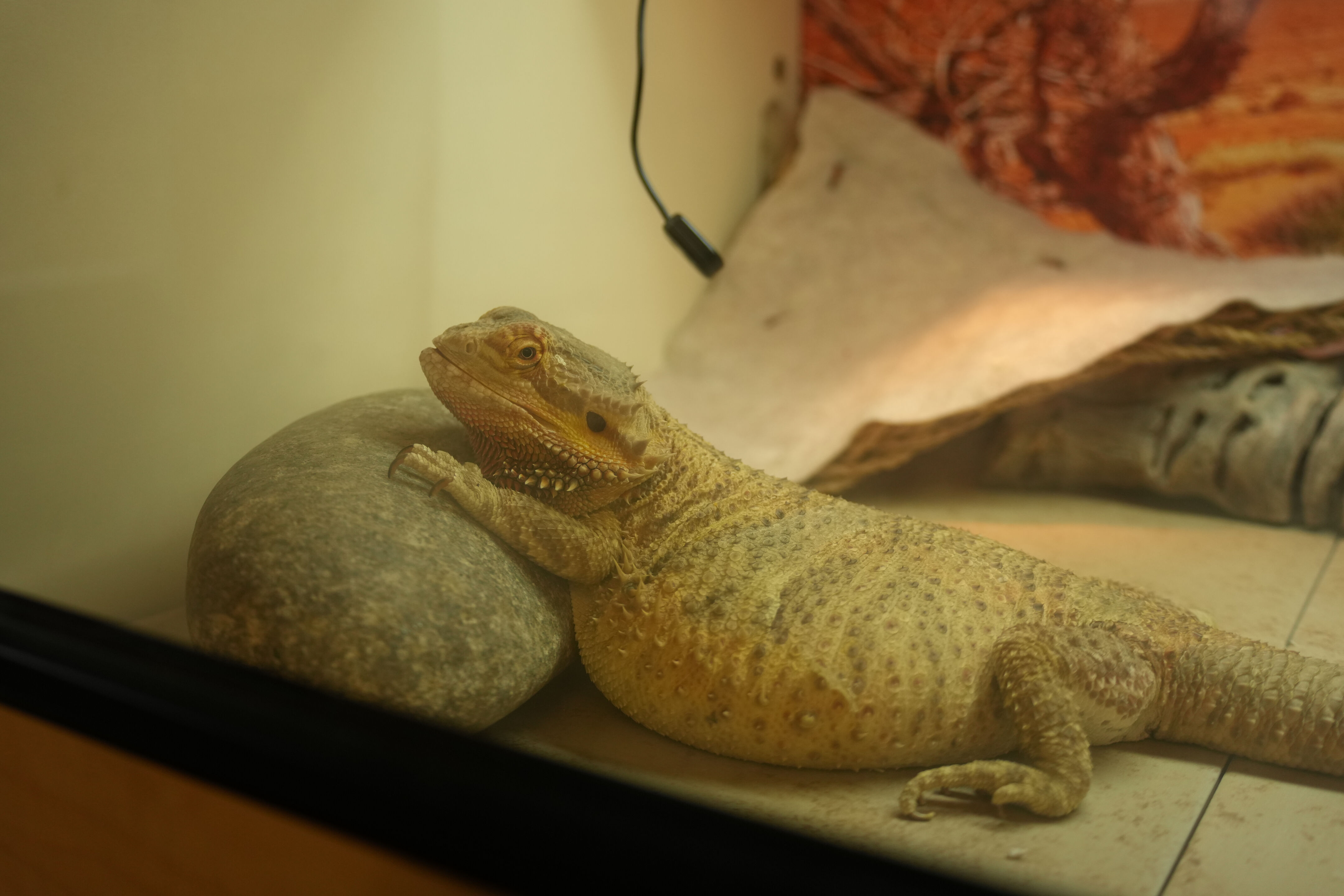 McClellan Ranch Preserve