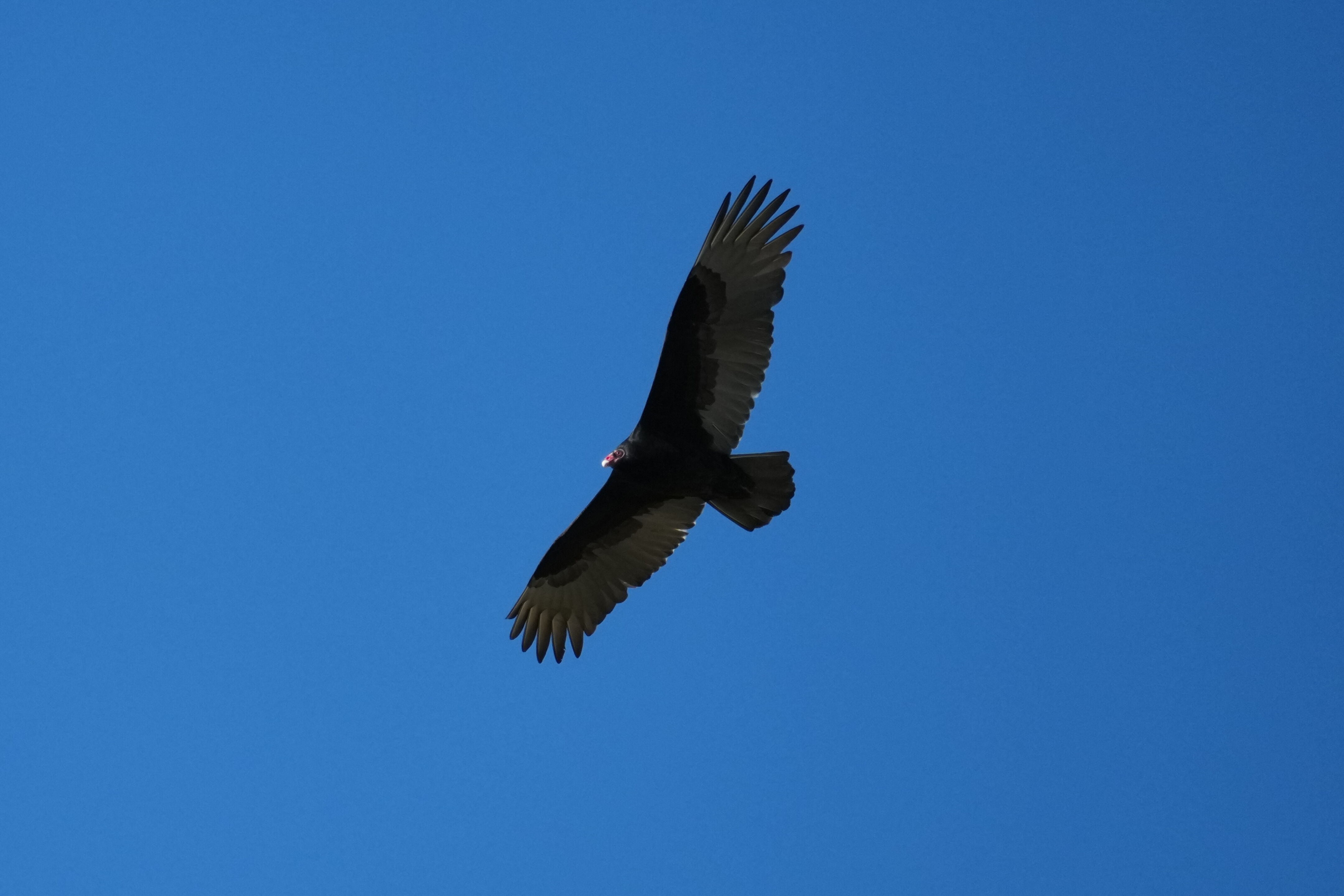 Lower Guadalupe River Trail North