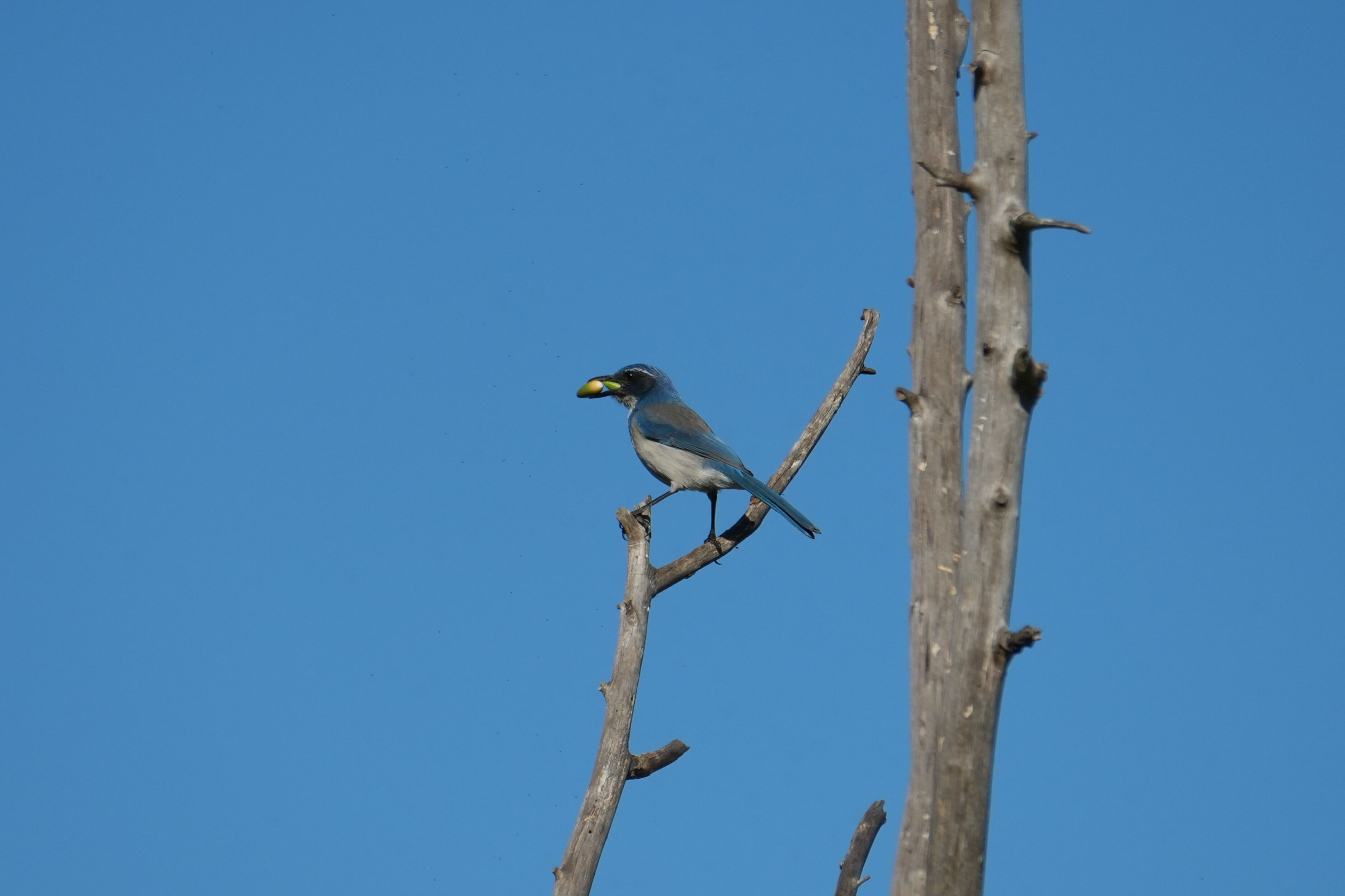 Lower Guadalupe River Trail North