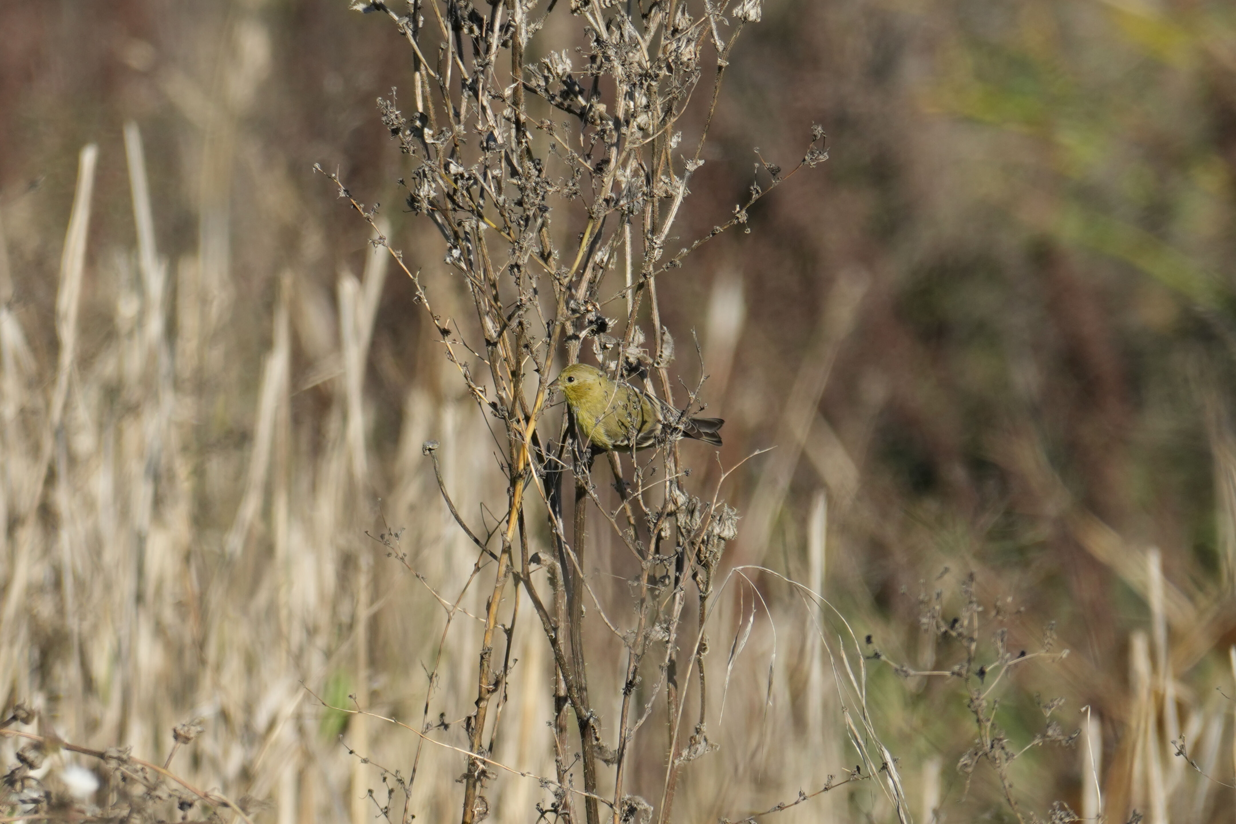 Lower Guadalupe River Trail North