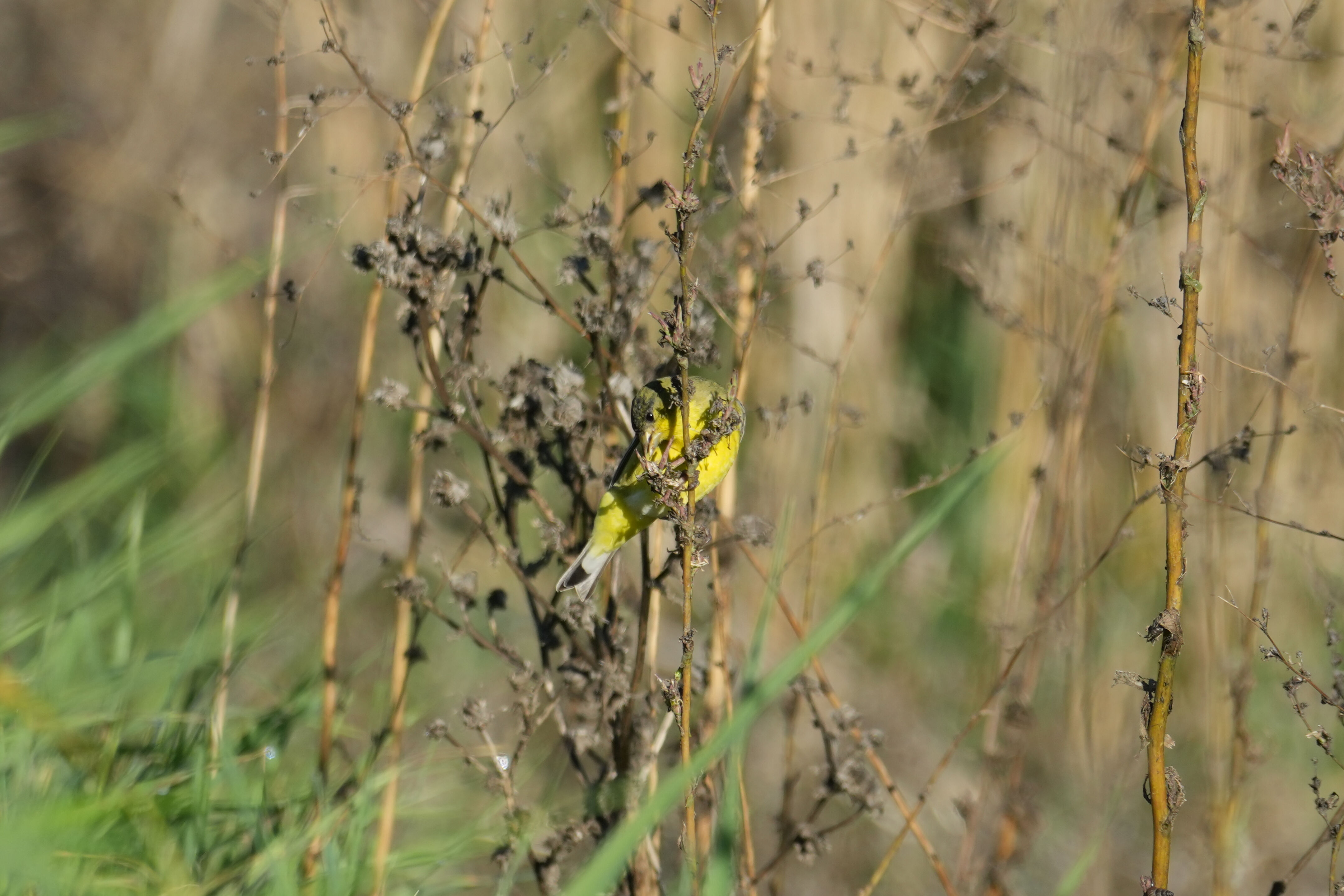 Lower Guadalupe River Trail North