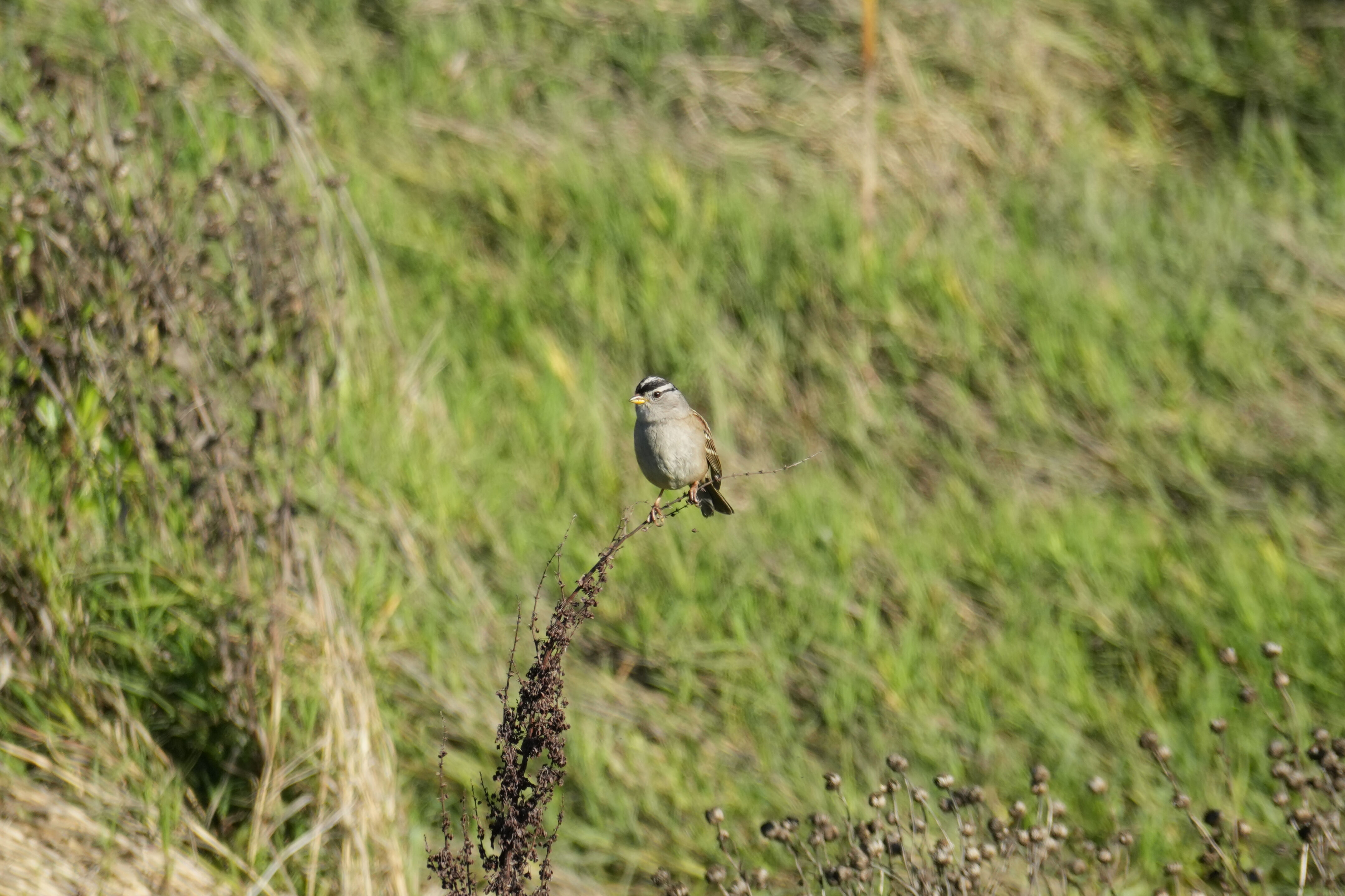 Lower Guadalupe River Trail North