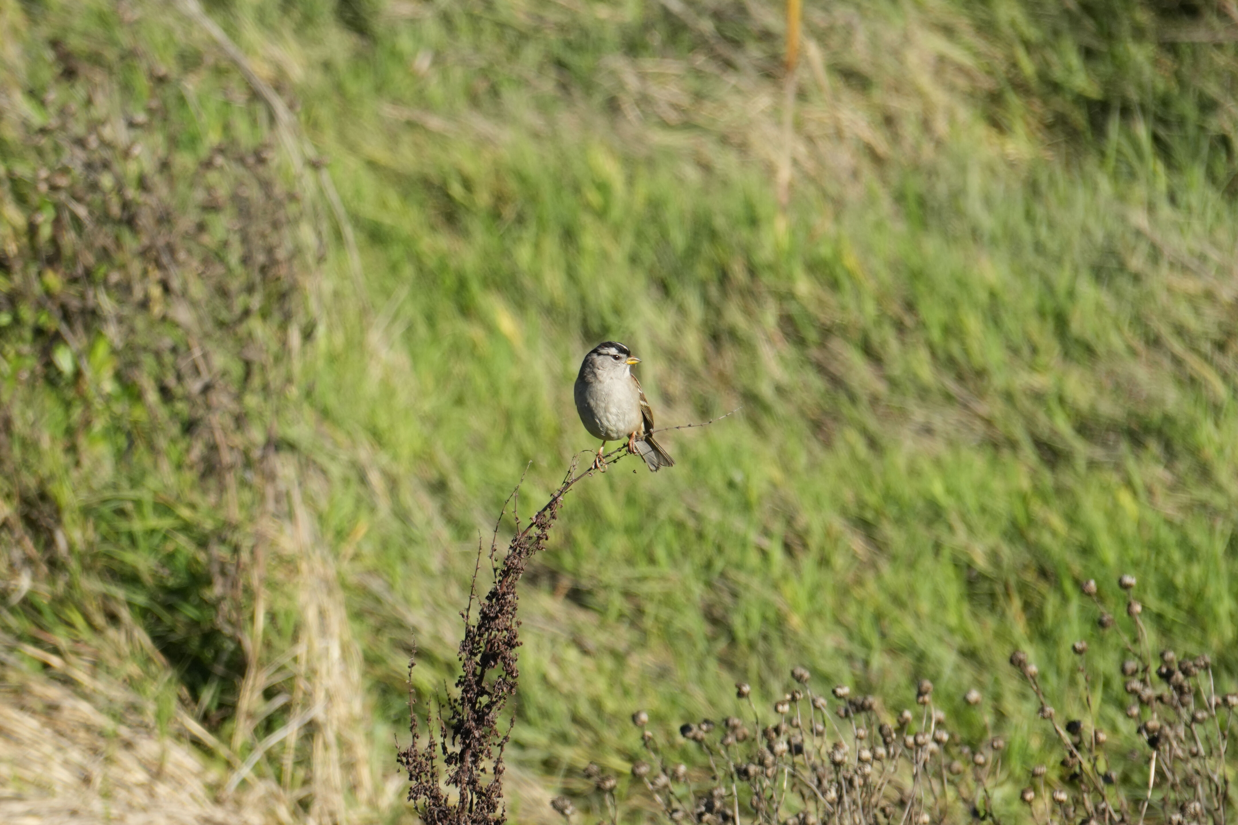 Lower Guadalupe River Trail North