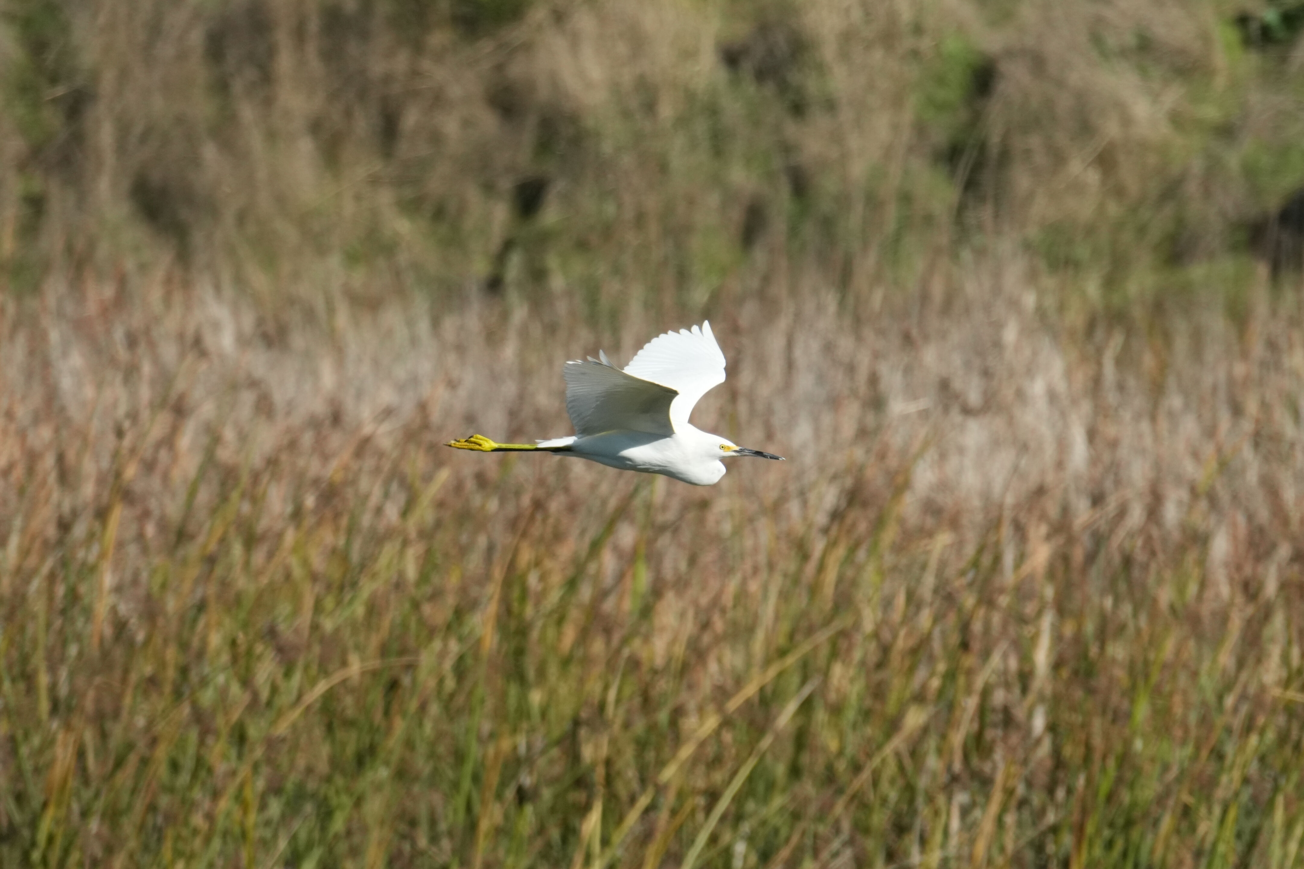Lower Guadalupe River Trail North