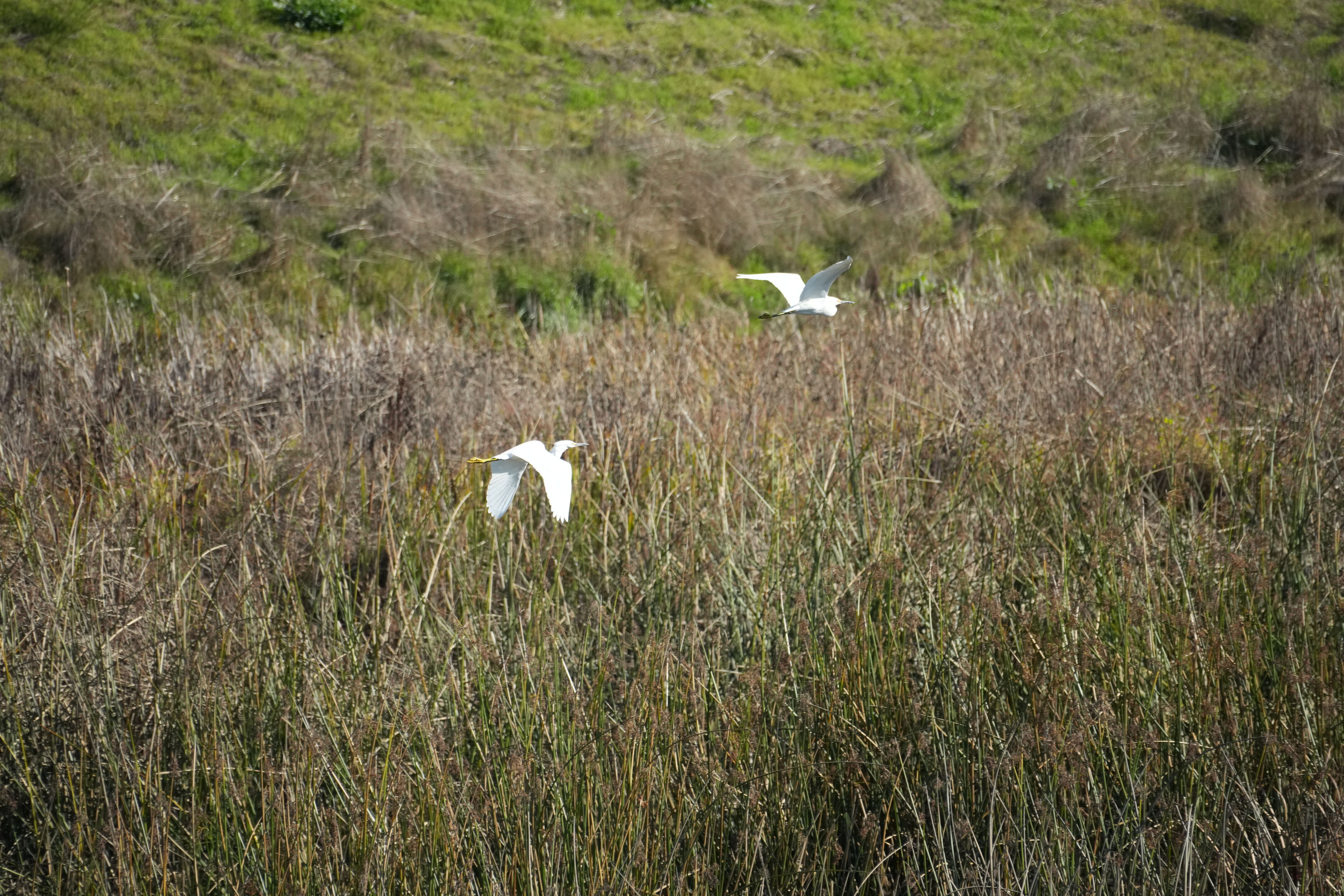 Lower Guadalupe River Trail North