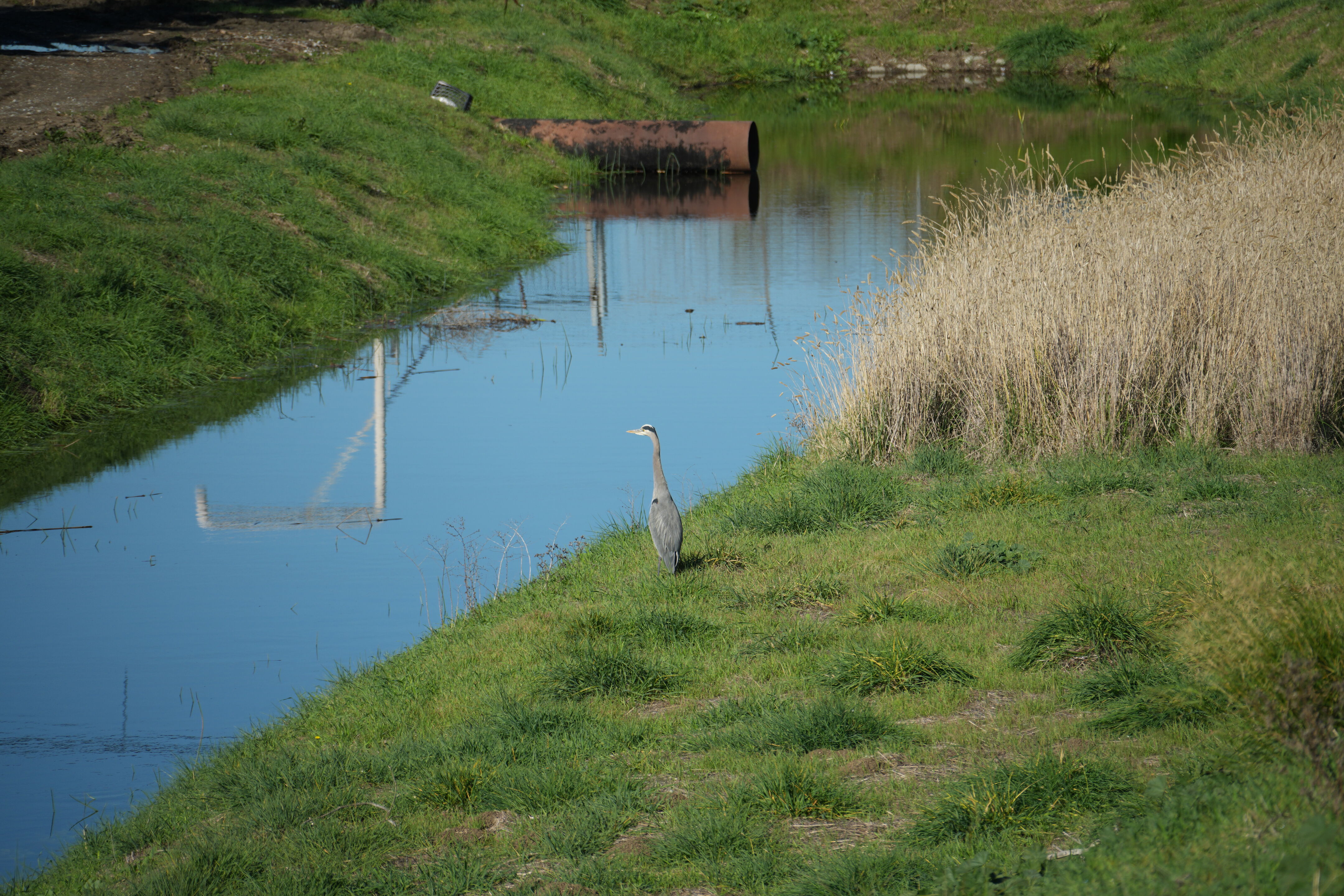 Lower Guadalupe River Trail North