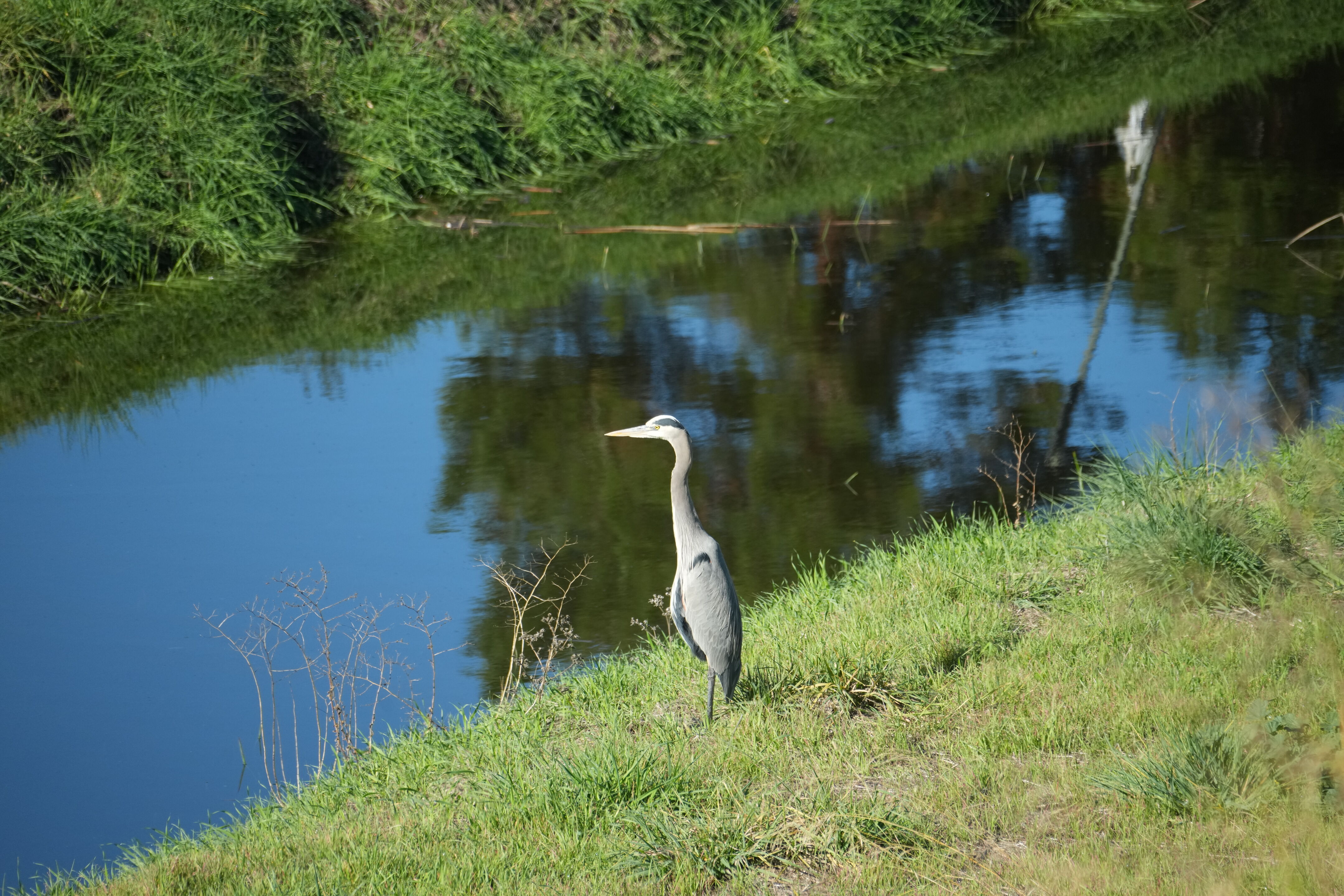 Lower Guadalupe River Trail North