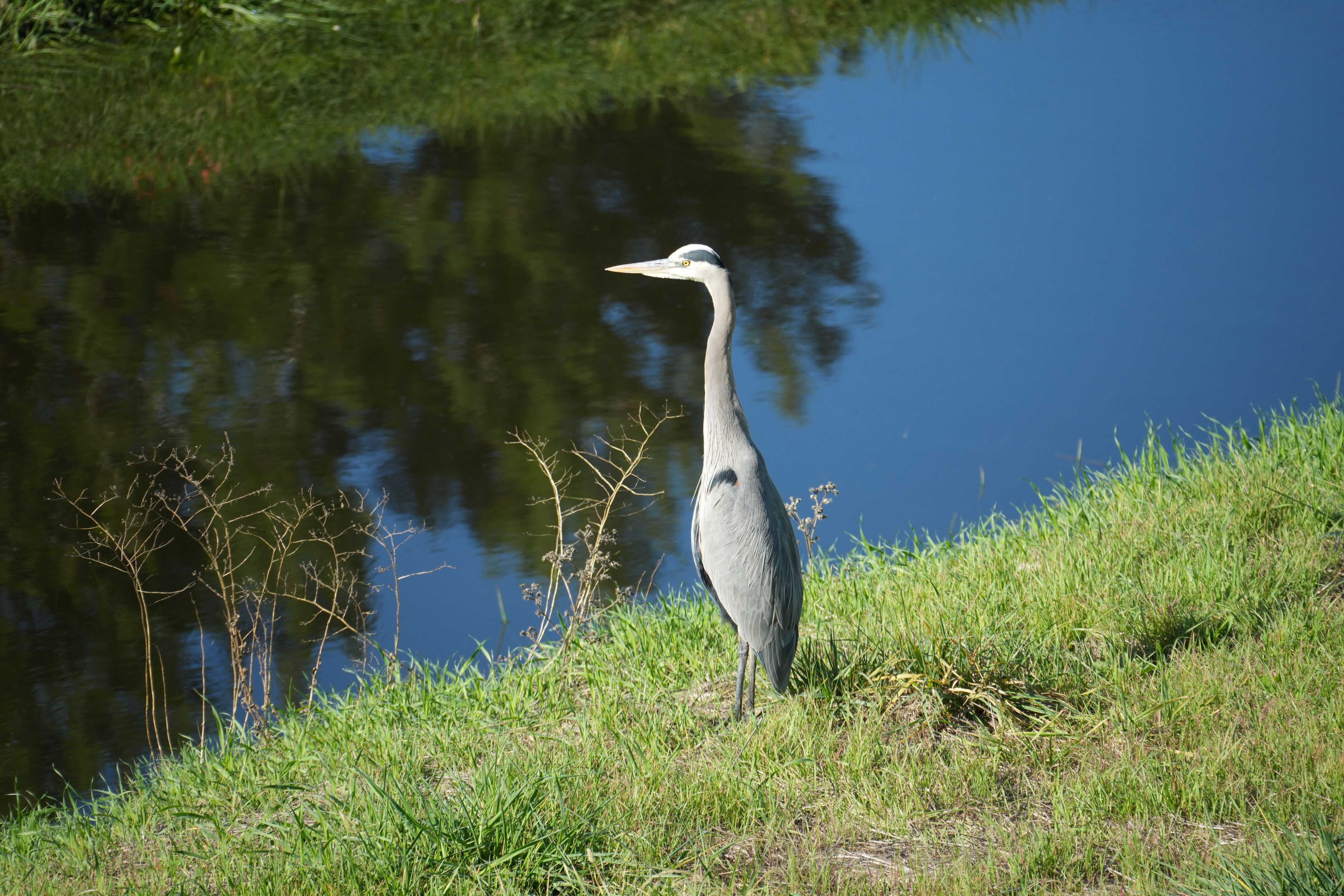 Lower Guadalupe River Trail North