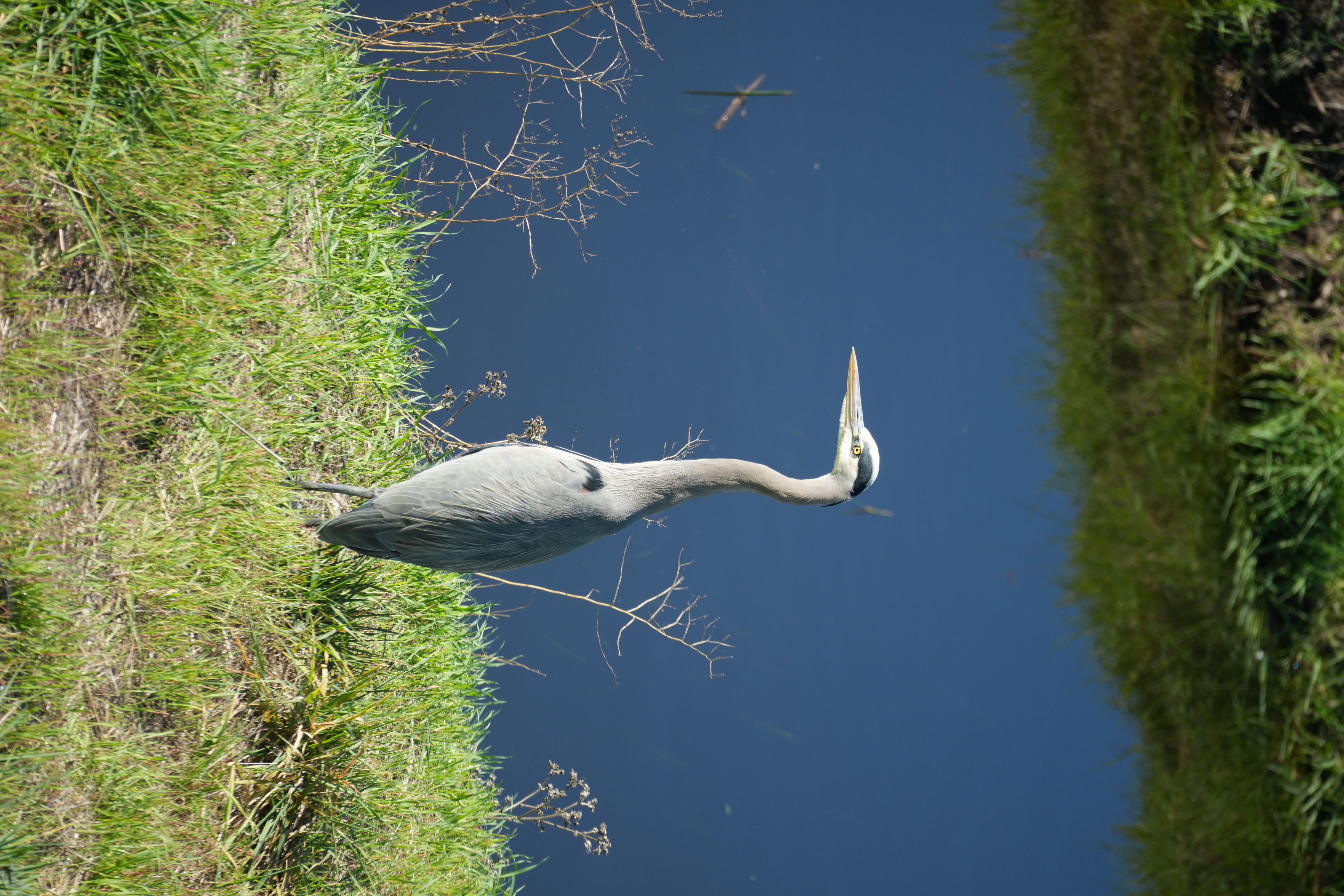 Lower Guadalupe River Trail North