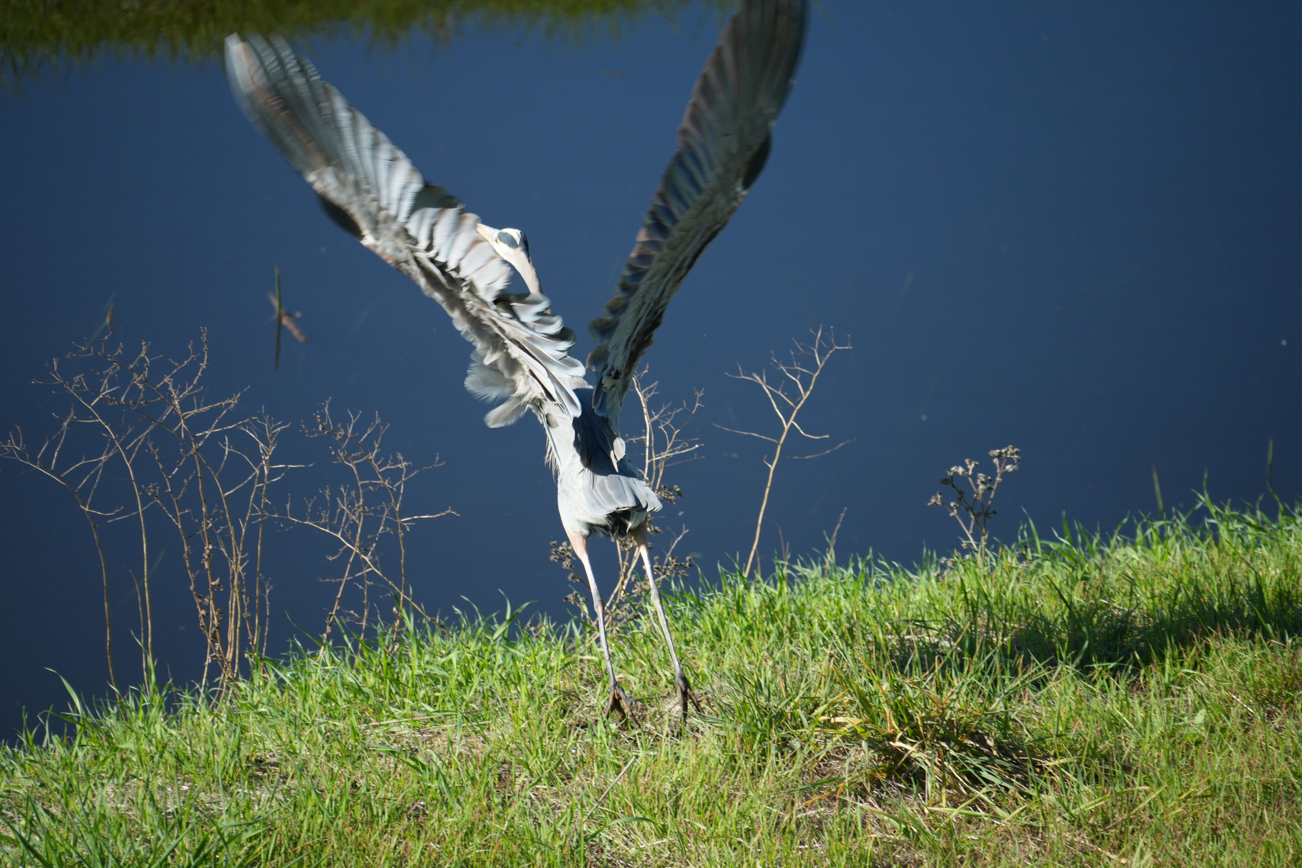 Lower Guadalupe River Trail North