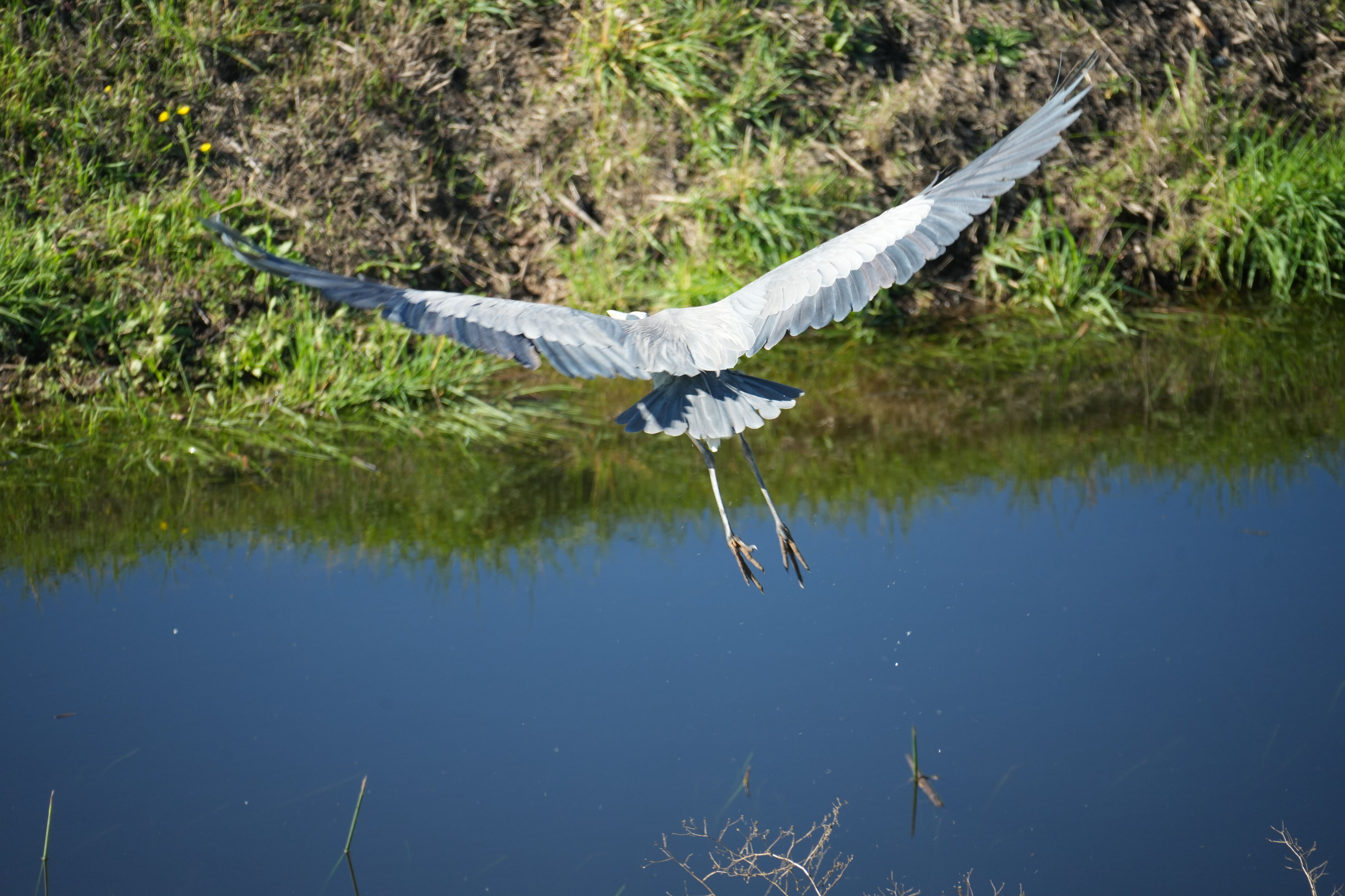 Lower Guadalupe River Trail North