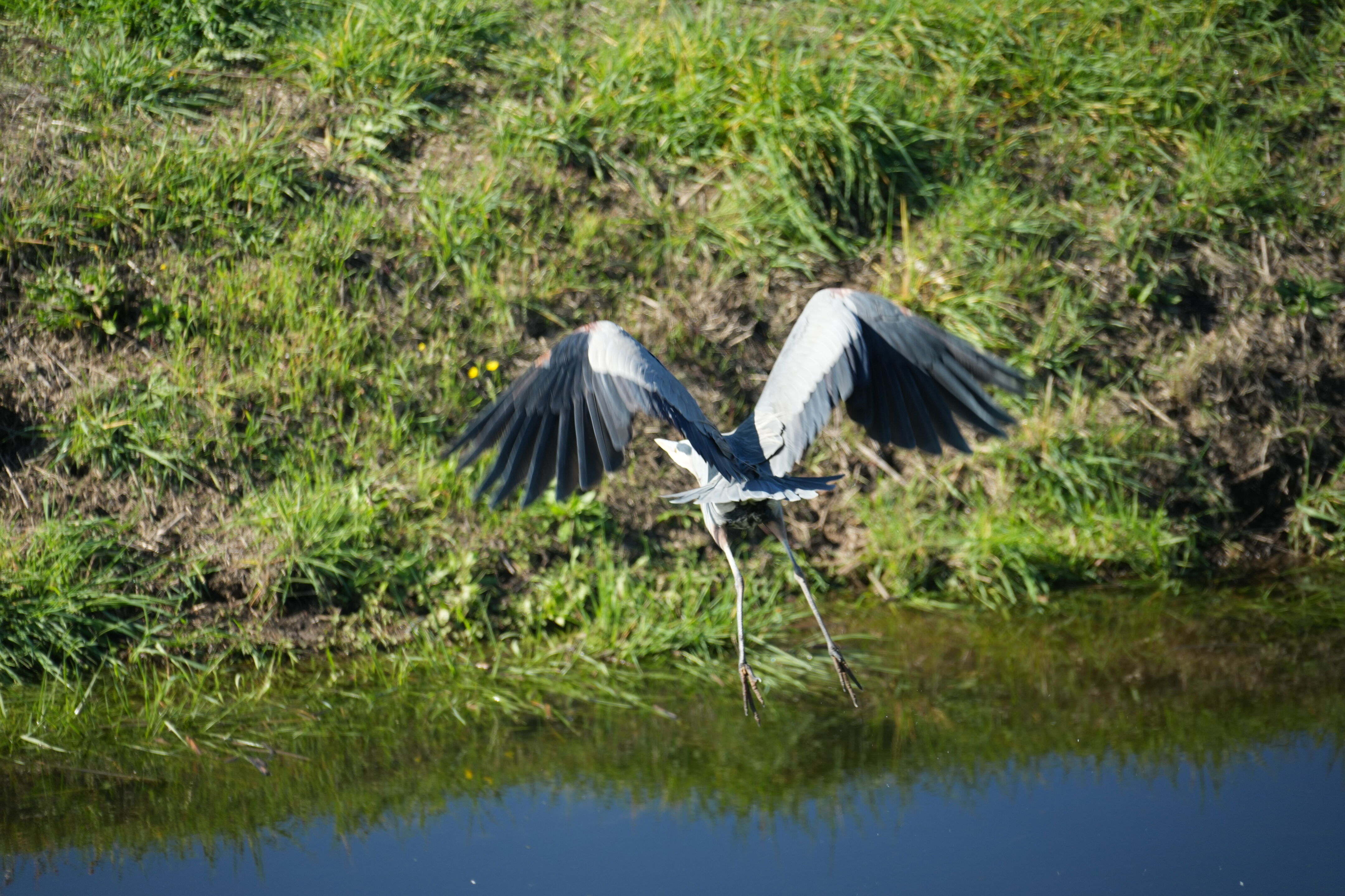Lower Guadalupe River Trail North