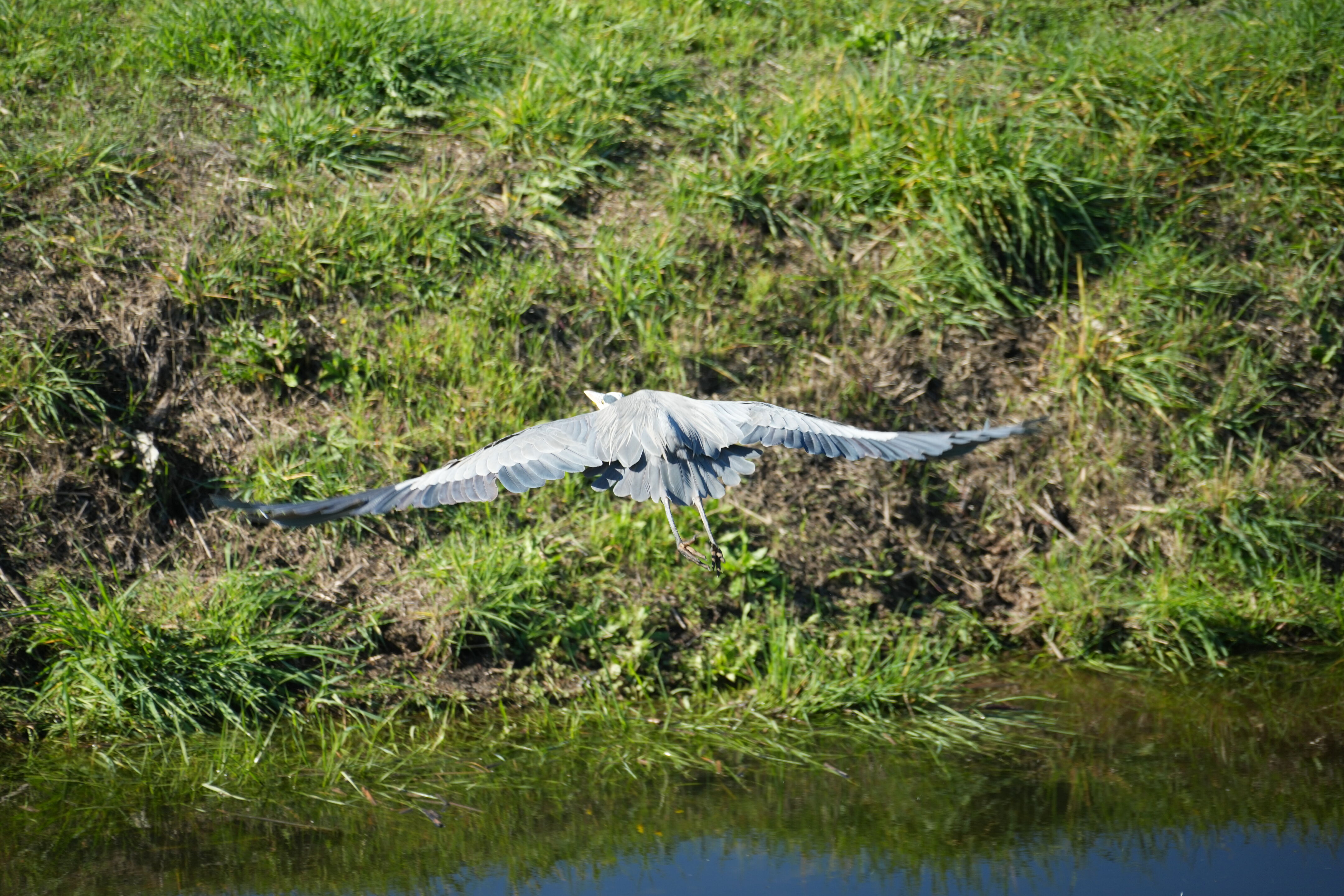 Lower Guadalupe River Trail North