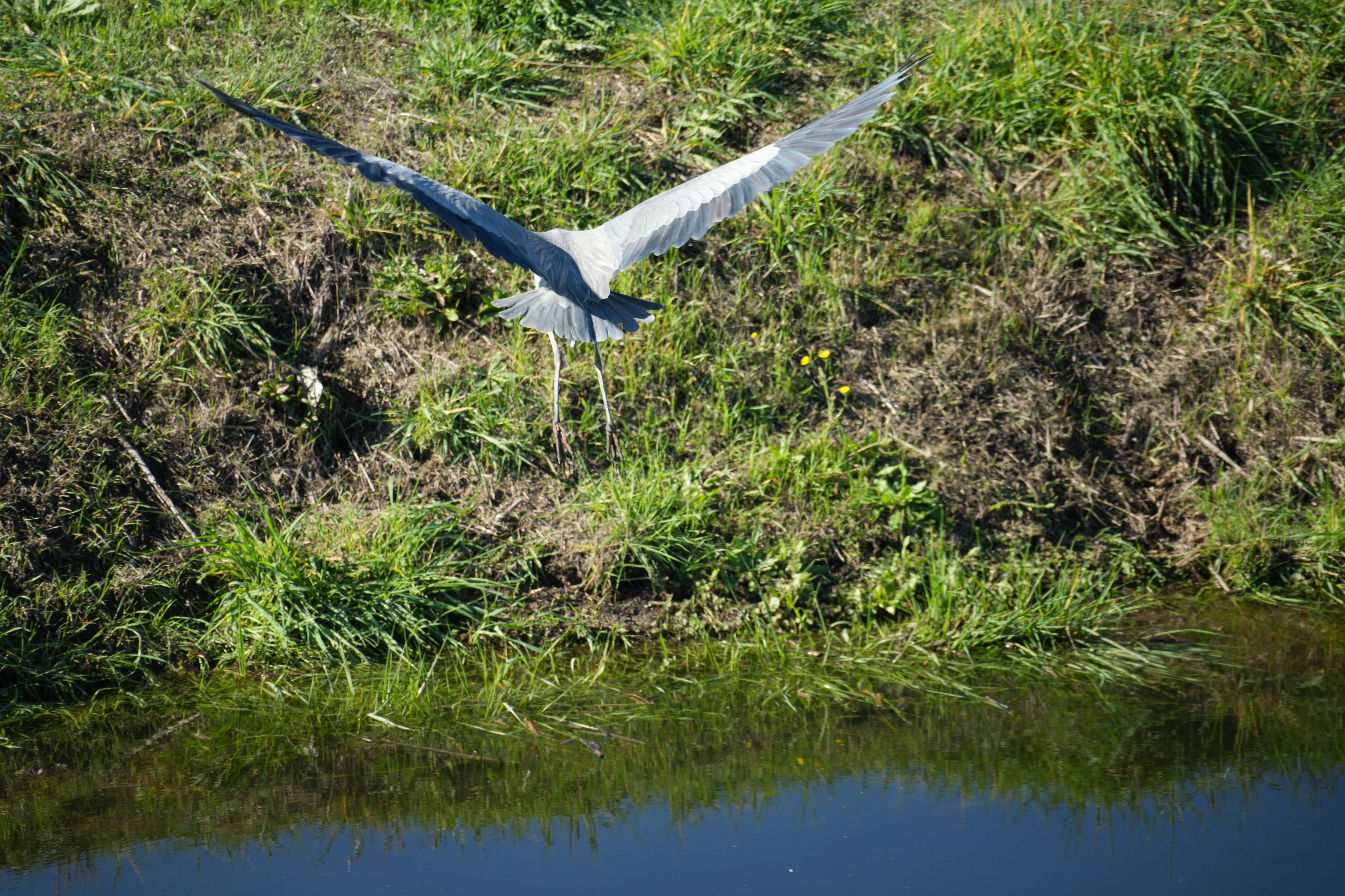 Lower Guadalupe River Trail North