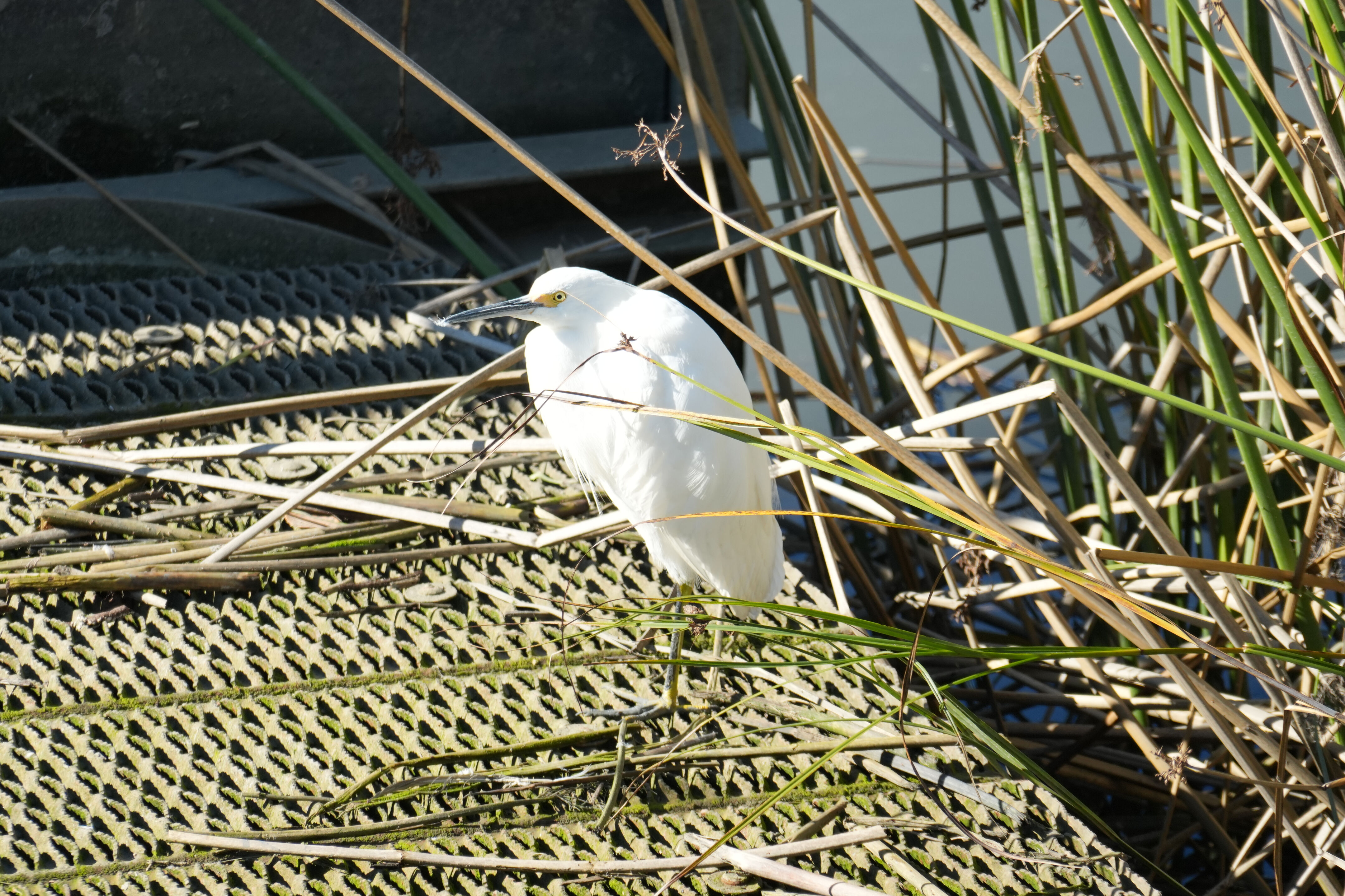Lower Guadalupe River Trail North