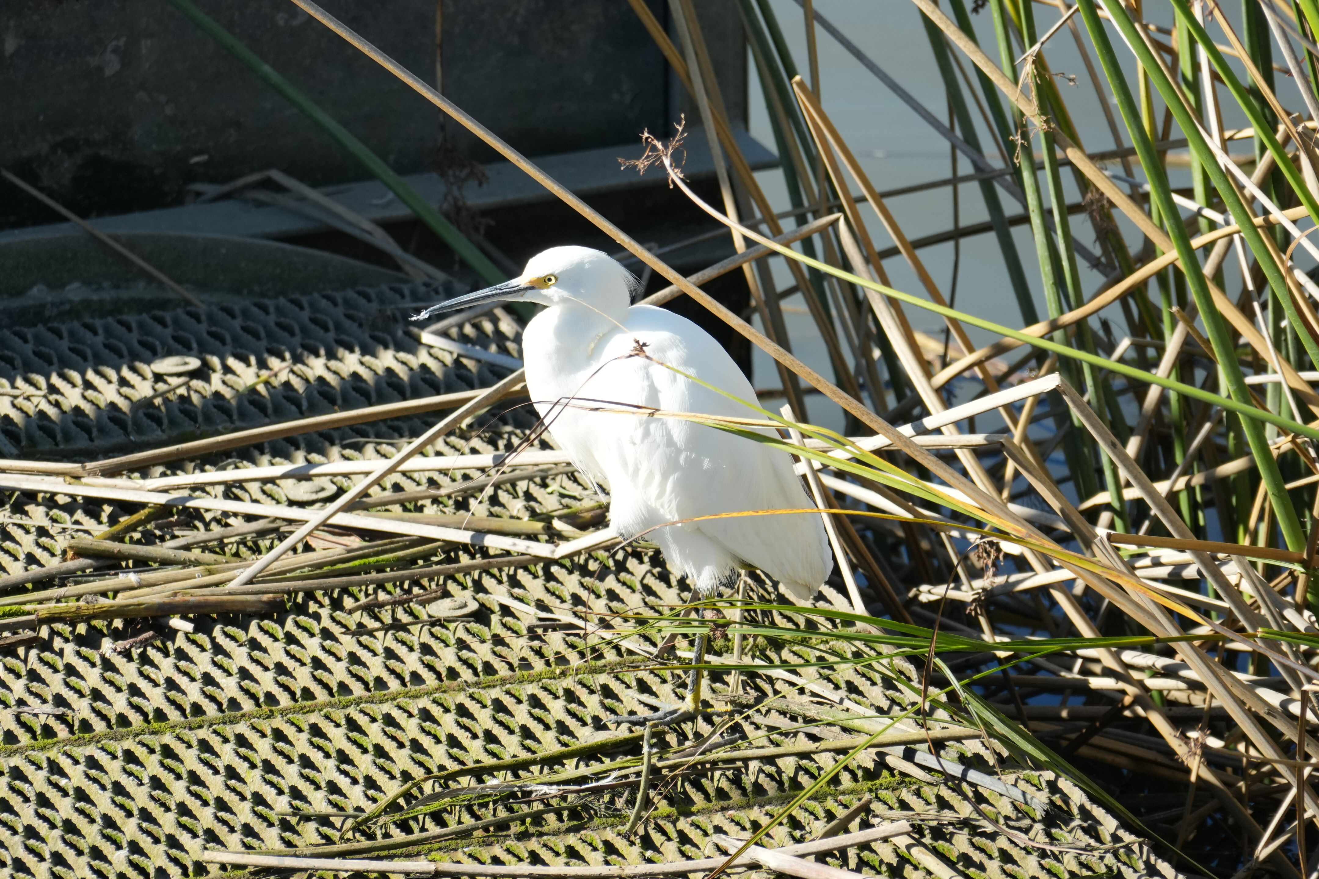 Lower Guadalupe River Trail North