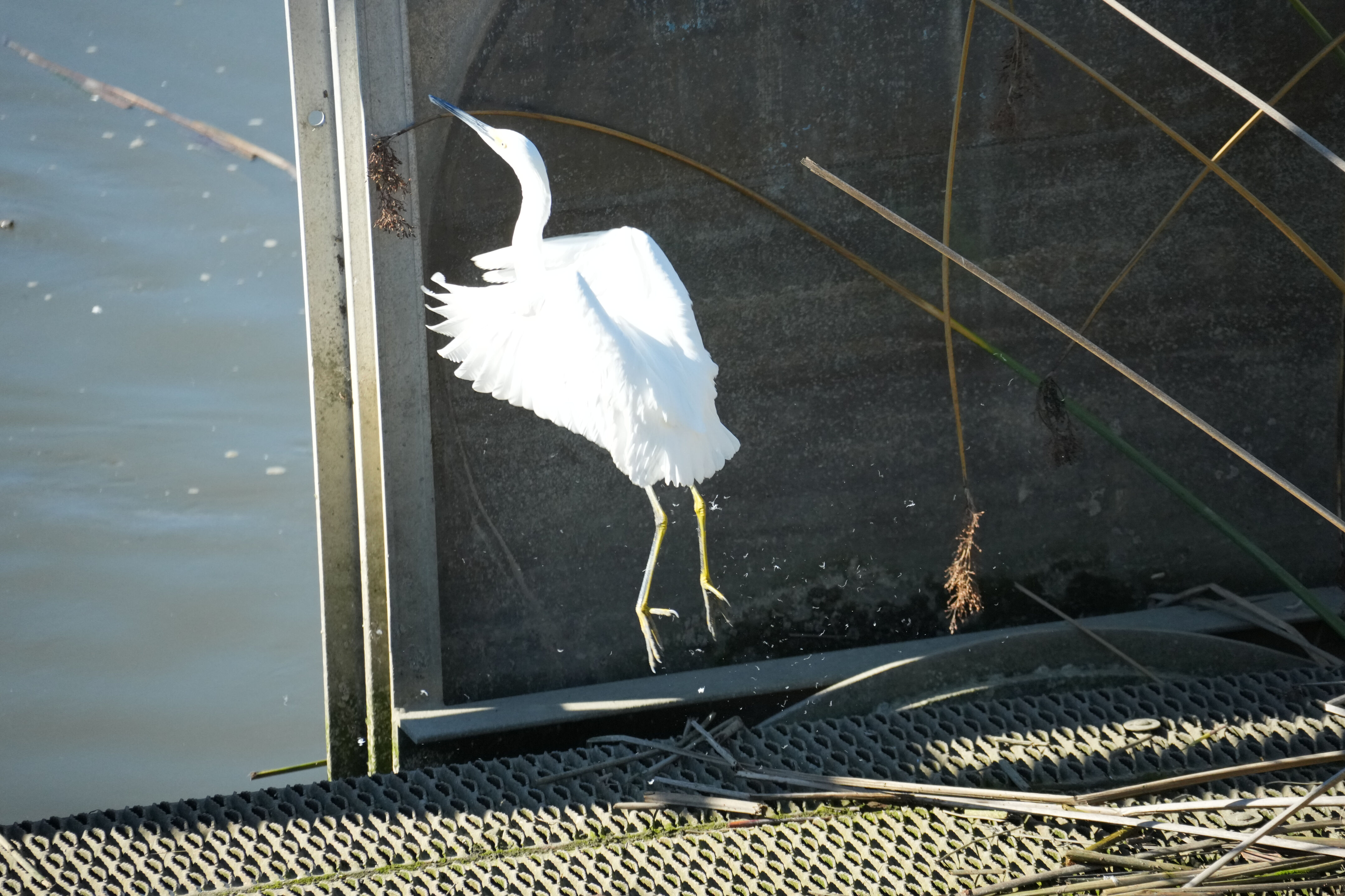 Lower Guadalupe River Trail North
