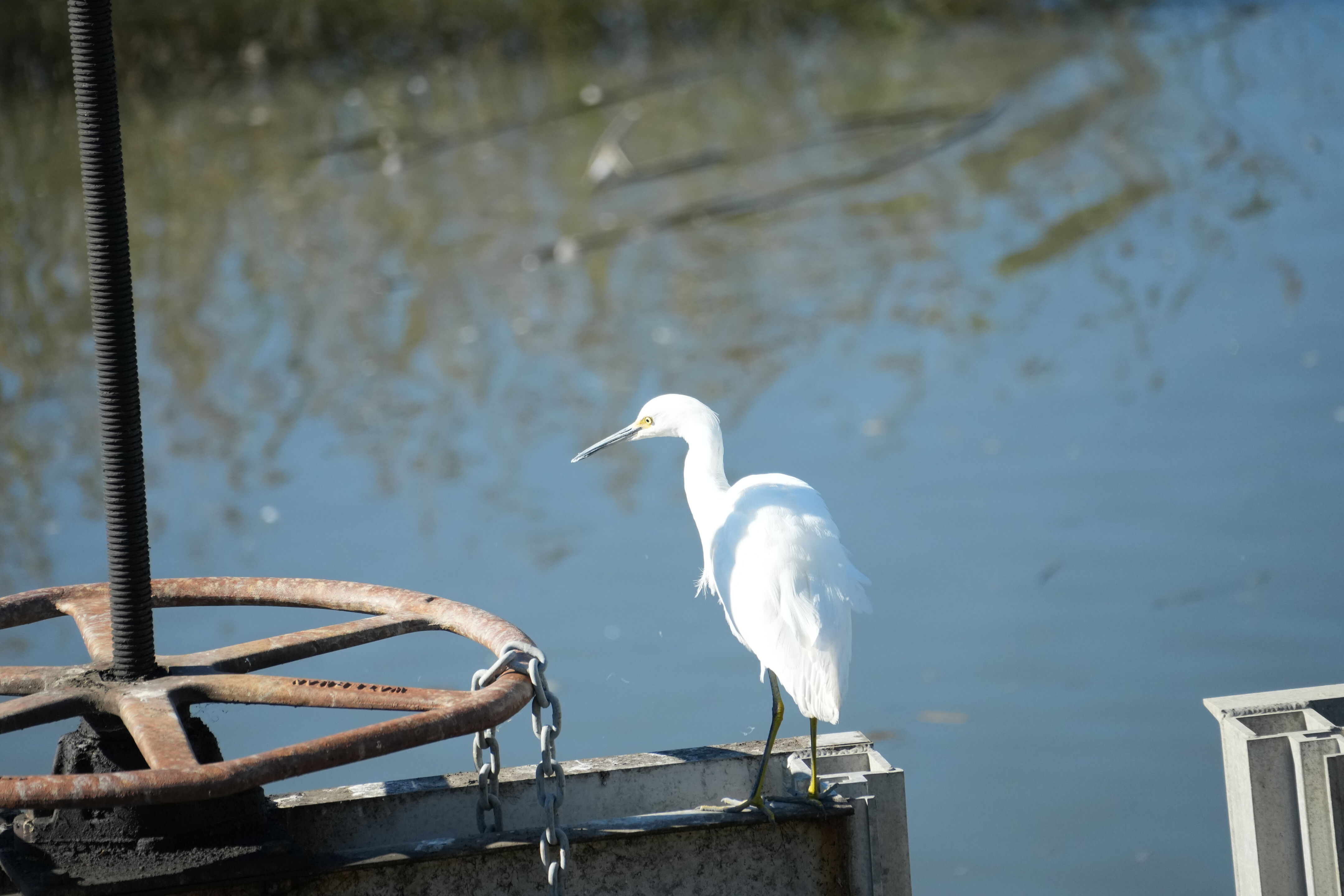 Lower Guadalupe River Trail North