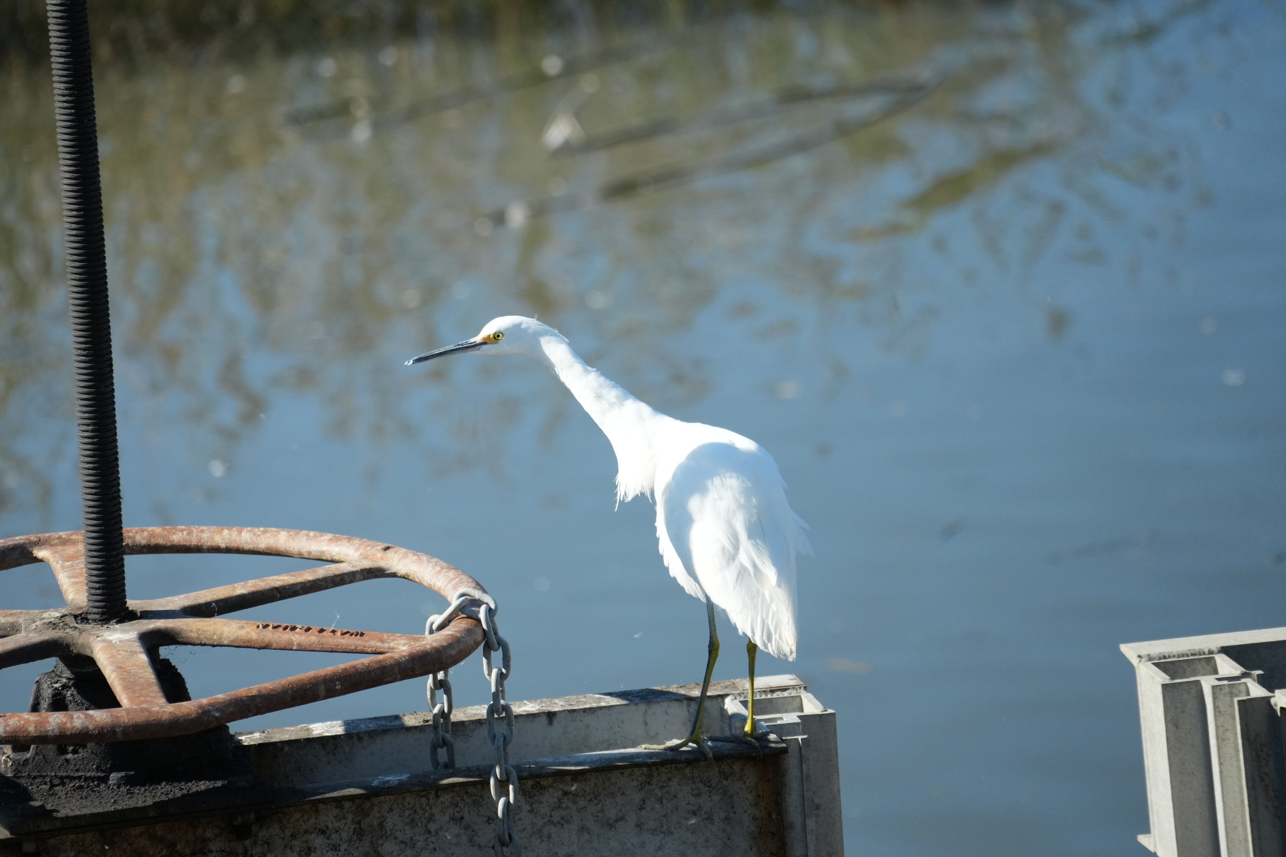Lower Guadalupe River Trail North