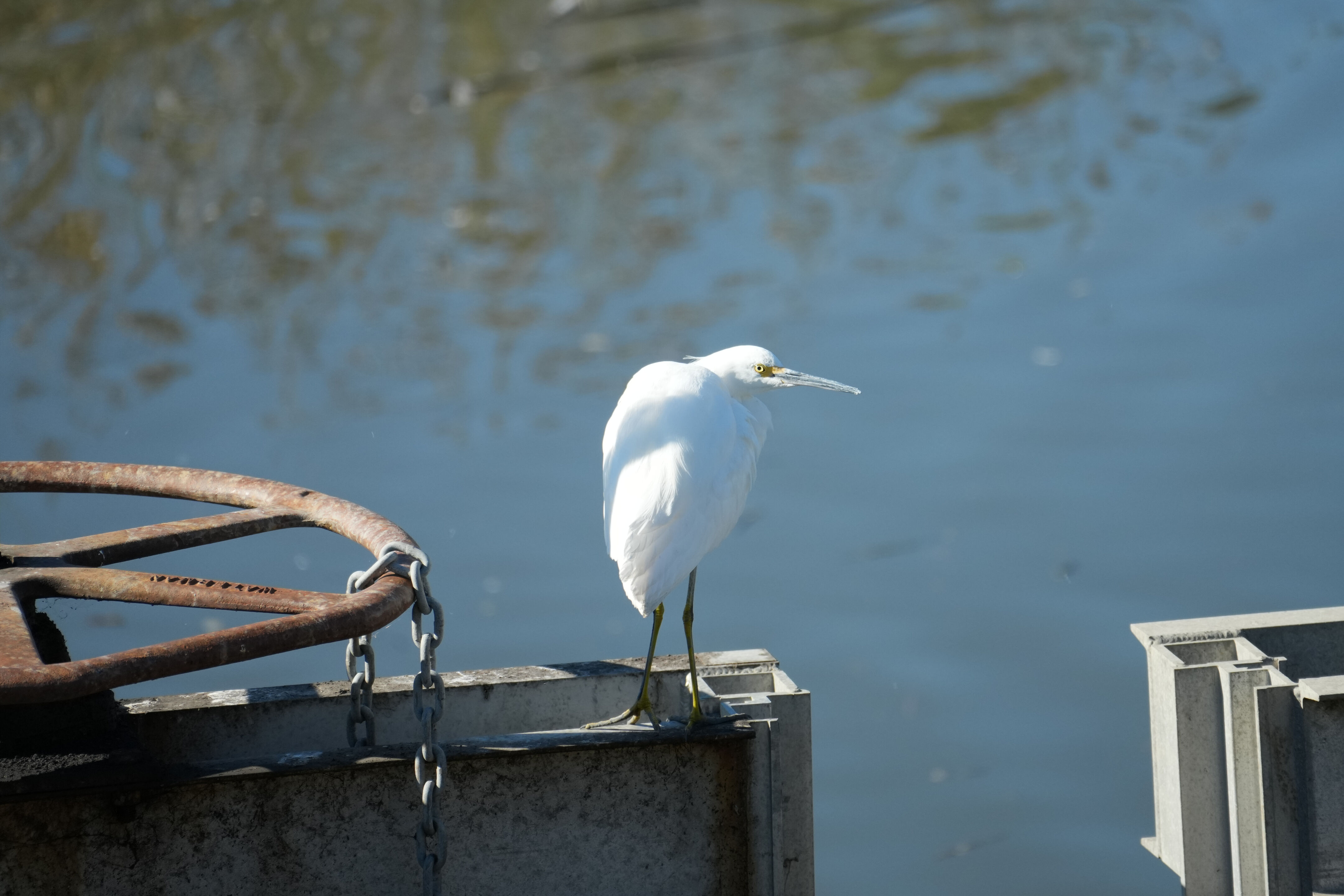 Lower Guadalupe River Trail North