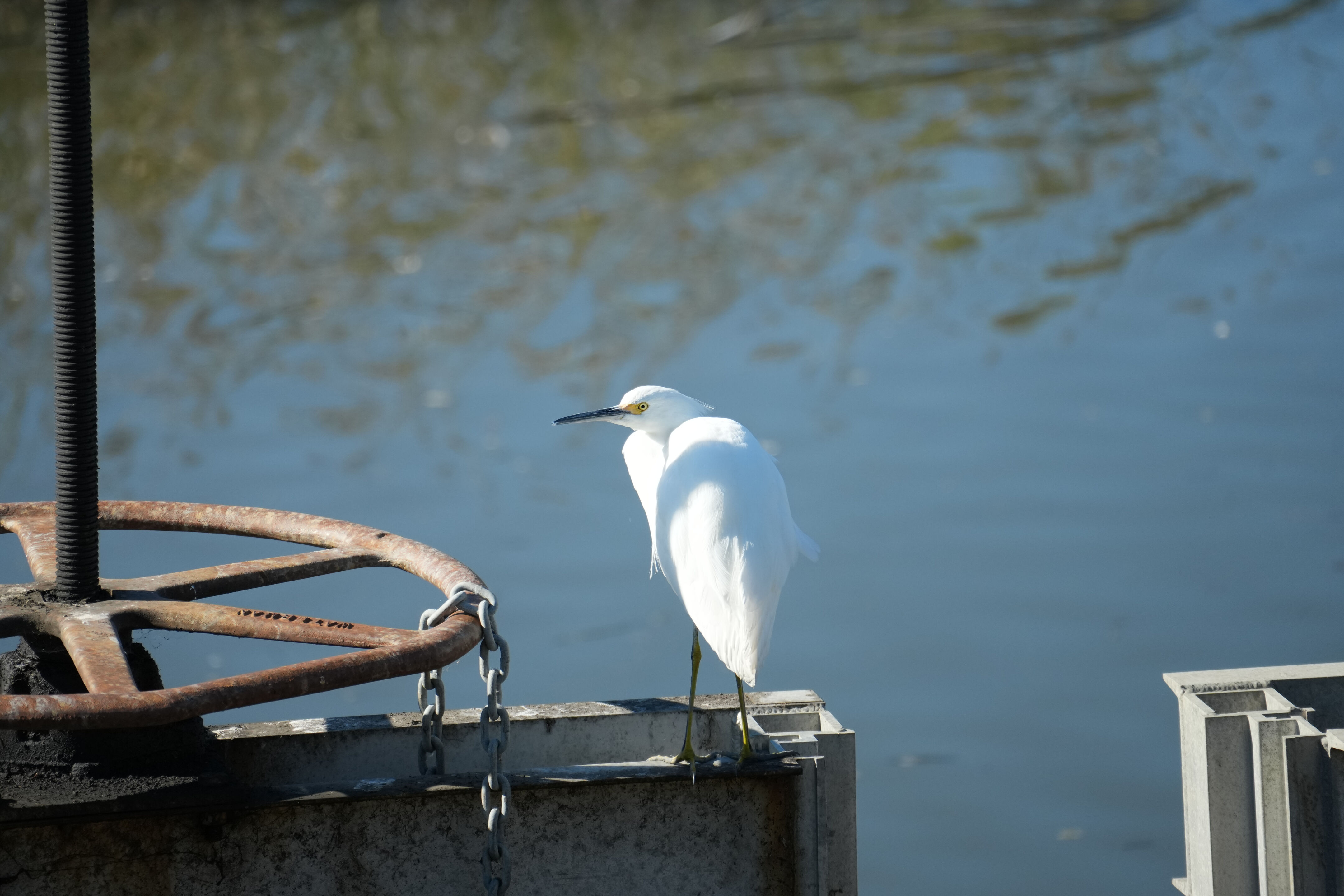 Lower Guadalupe River Trail North