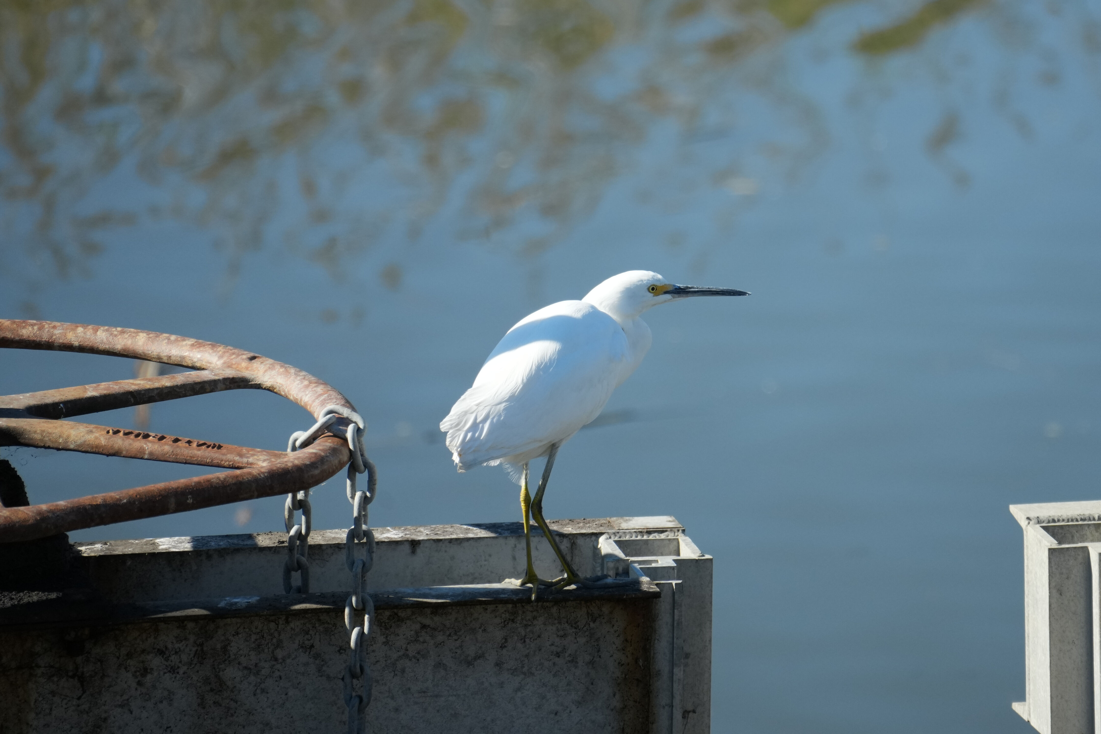 Lower Guadalupe River Trail North