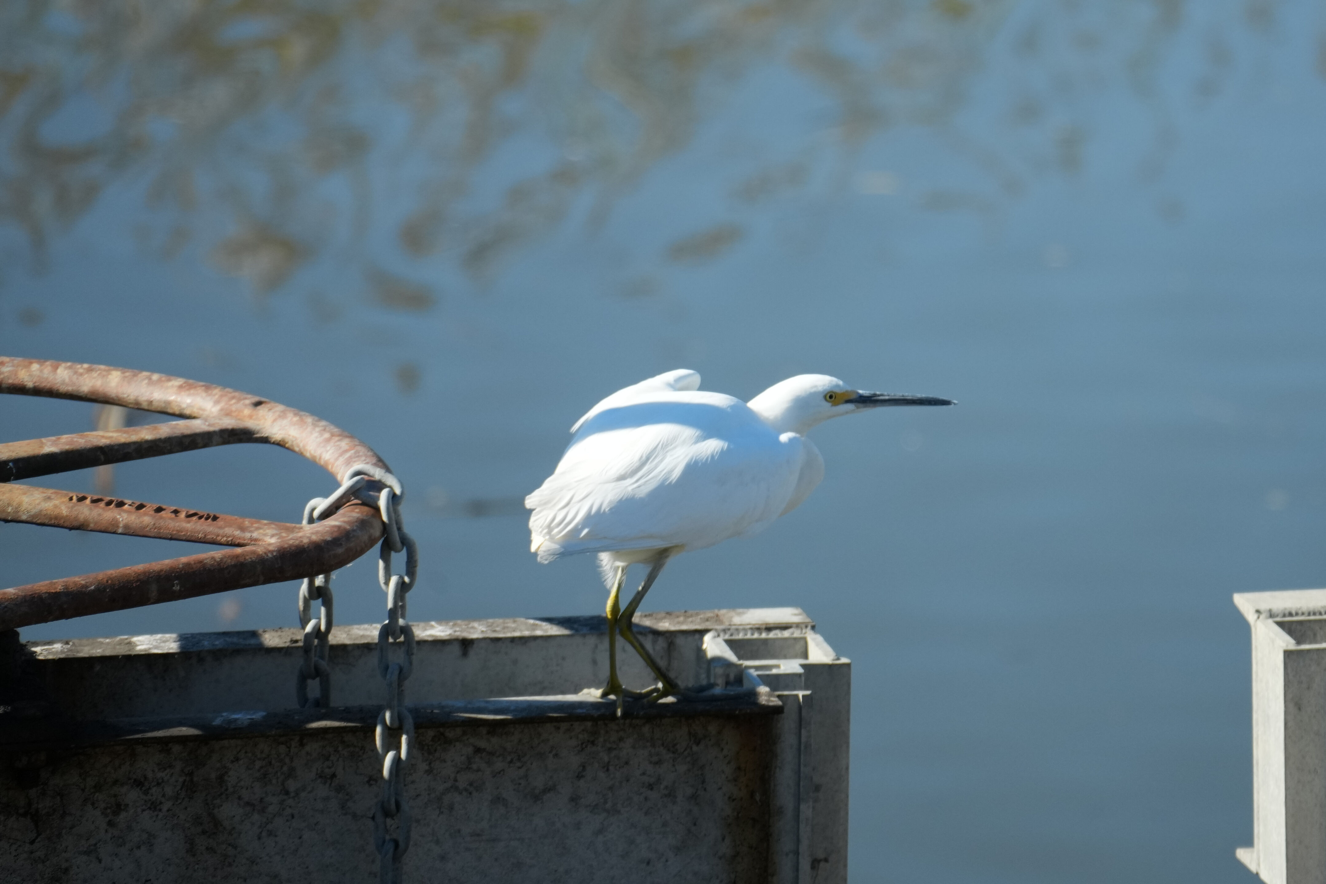 Lower Guadalupe River Trail North