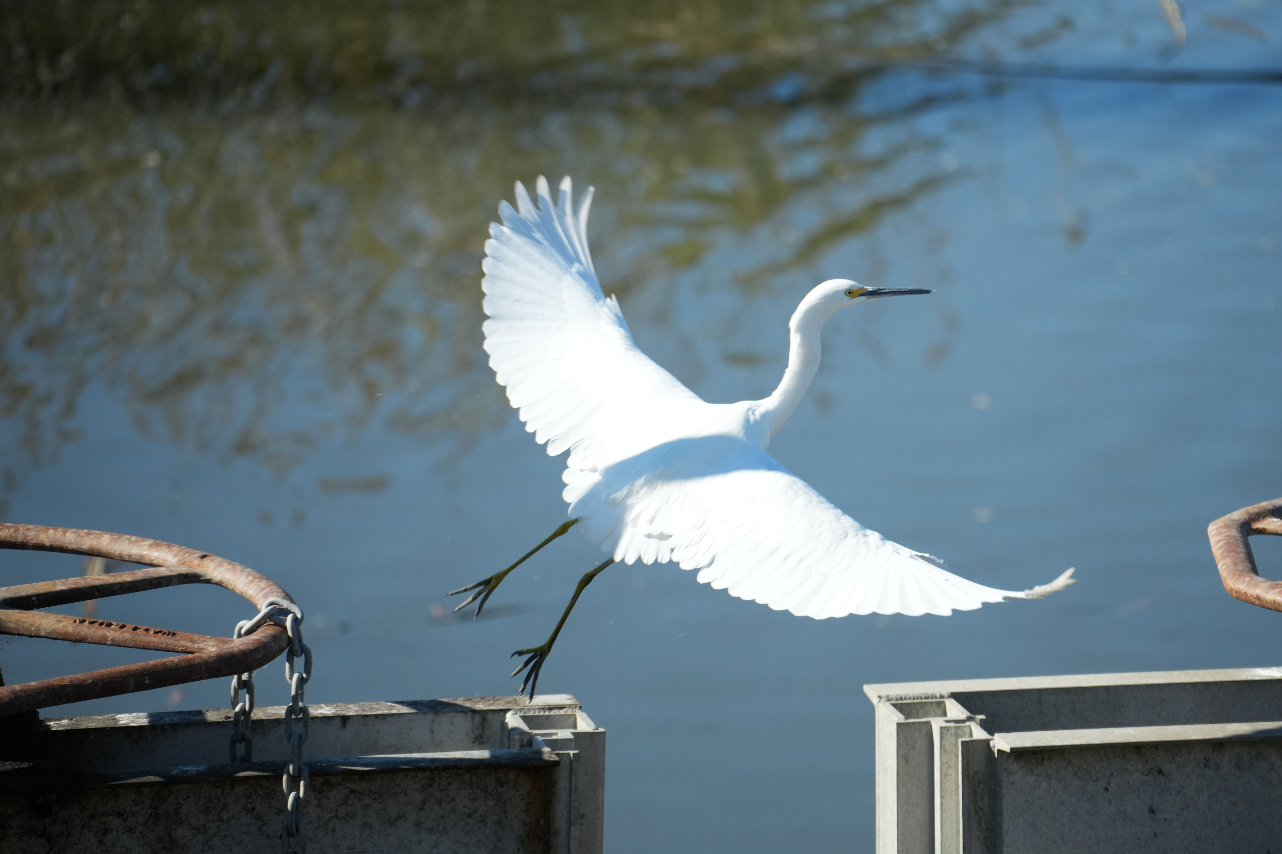 Lower Guadalupe River Trail North