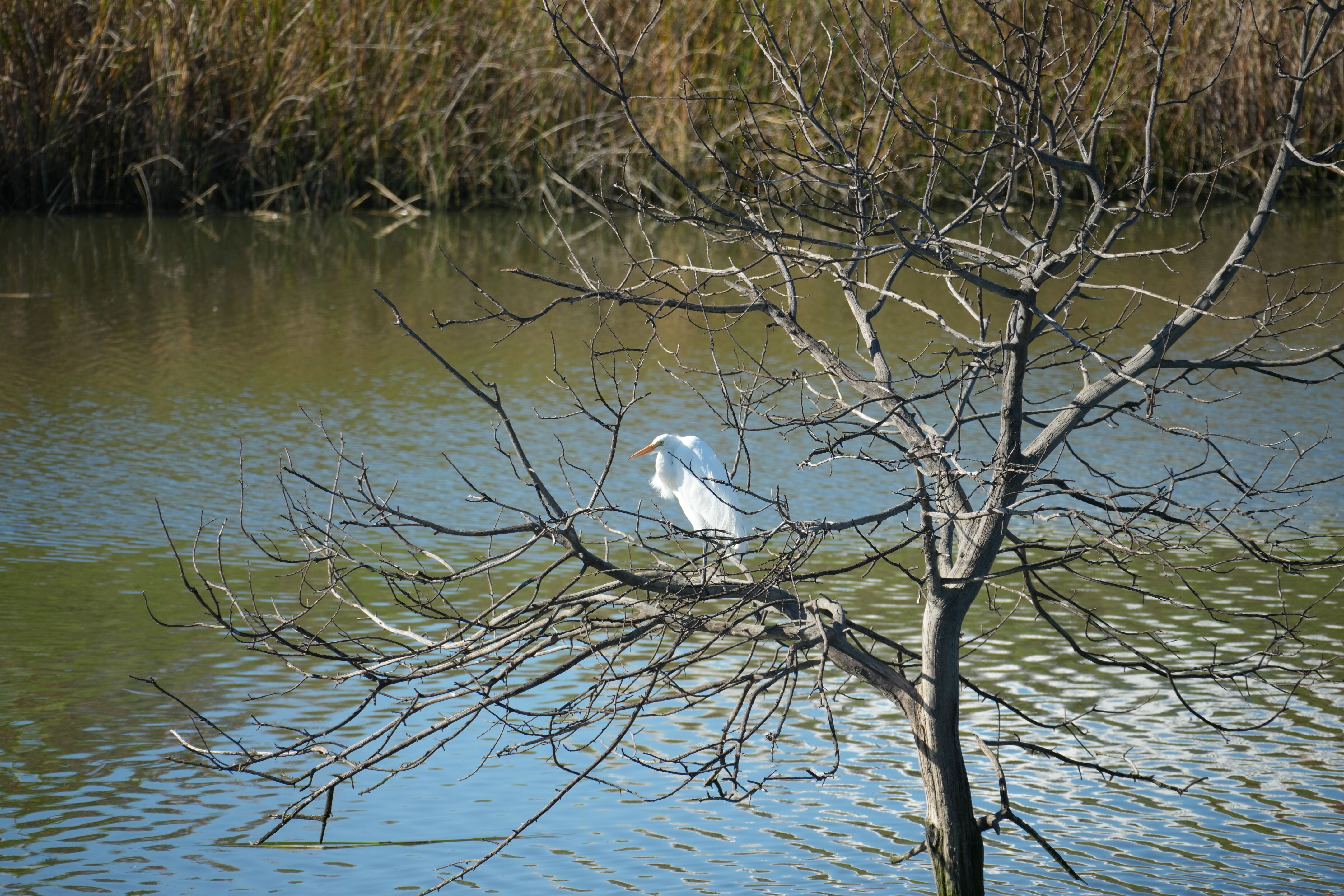 Lower Guadalupe River Trail North