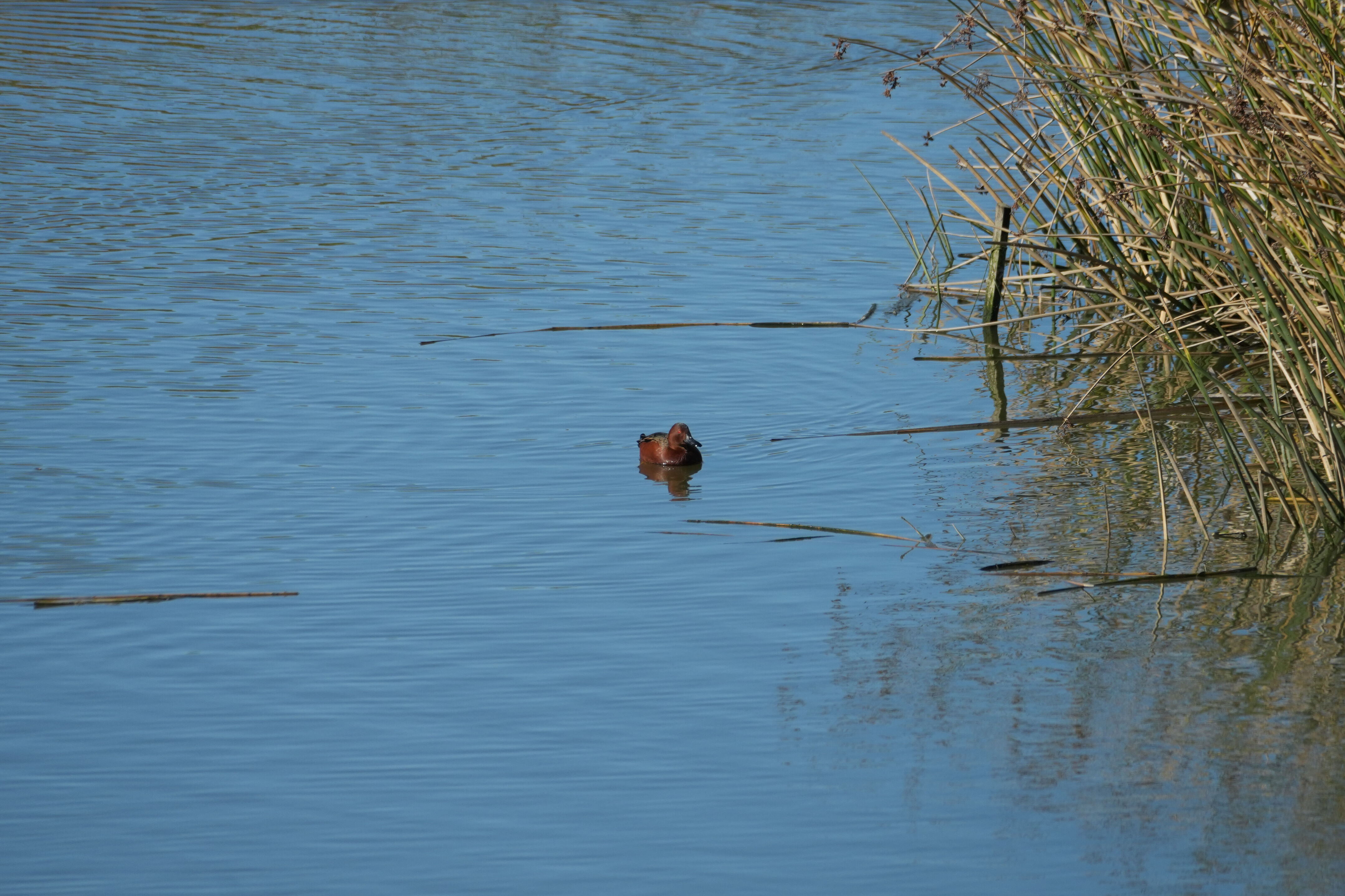 Lower Guadalupe River Trail North