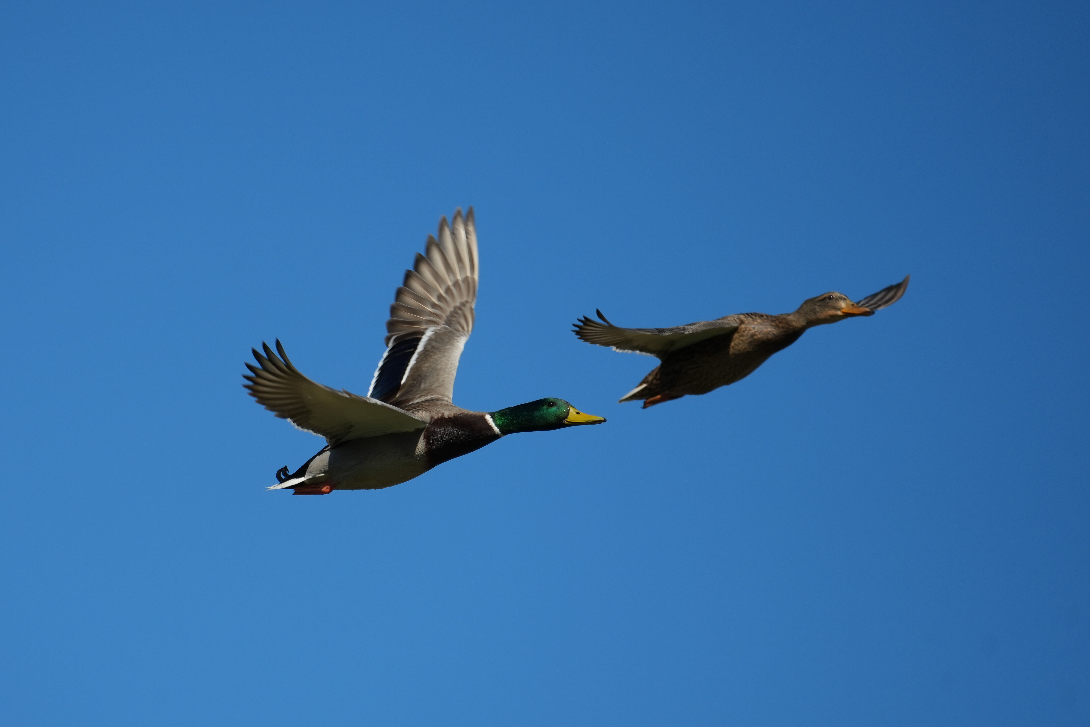 Lower Guadalupe River Trail North