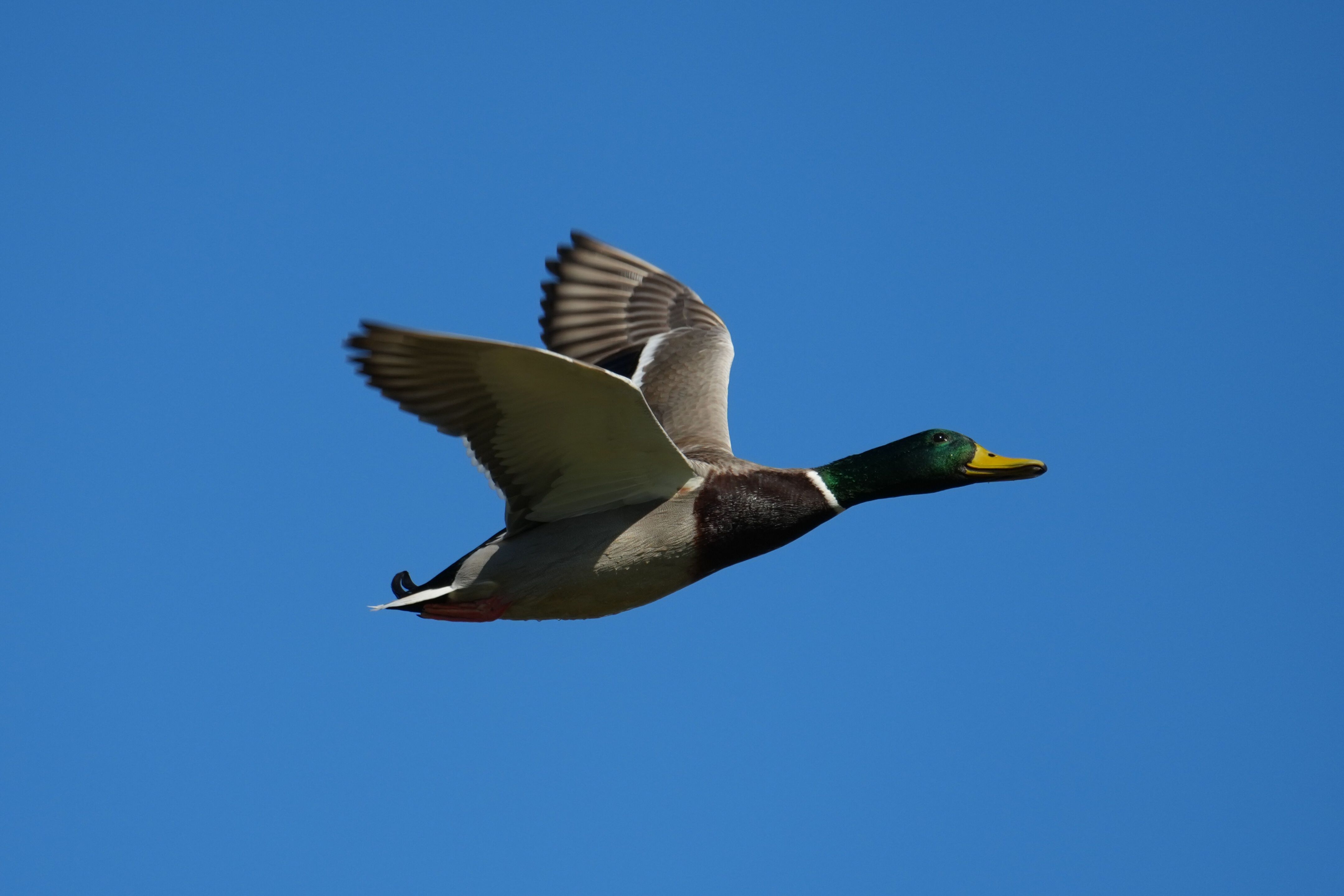 Lower Guadalupe River Trail North