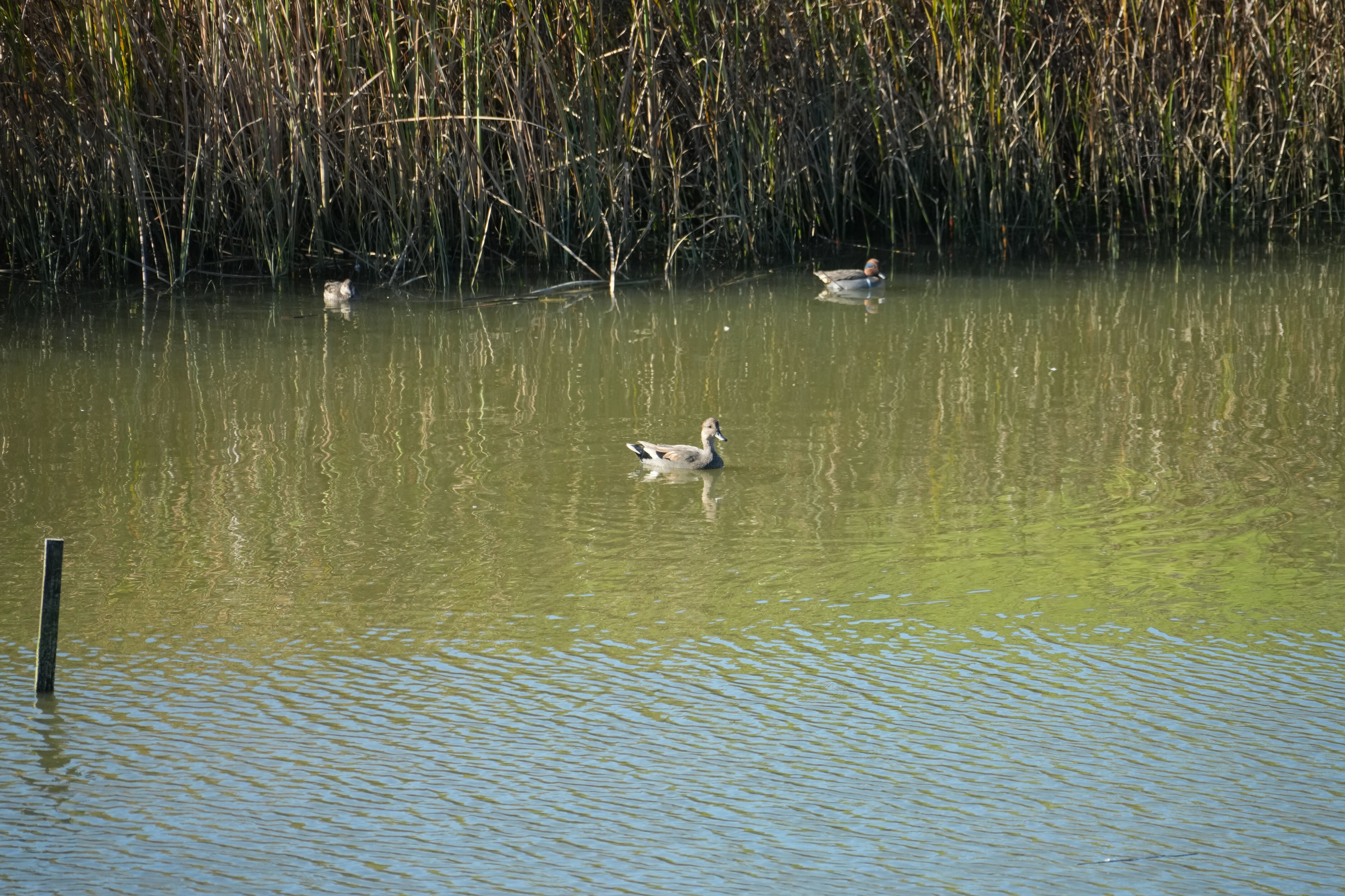 Lower Guadalupe River Trail North