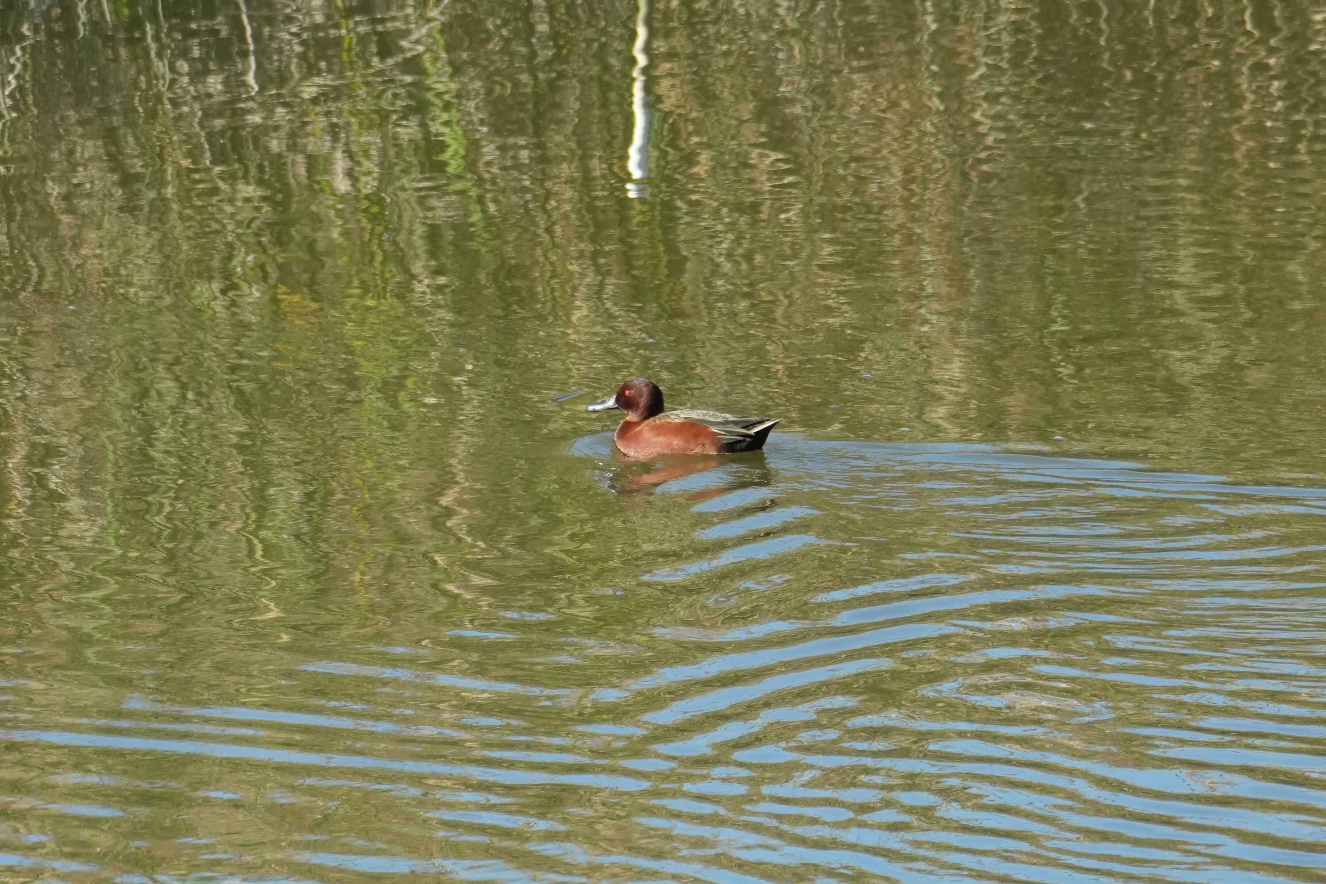 Lower Guadalupe River Trail North