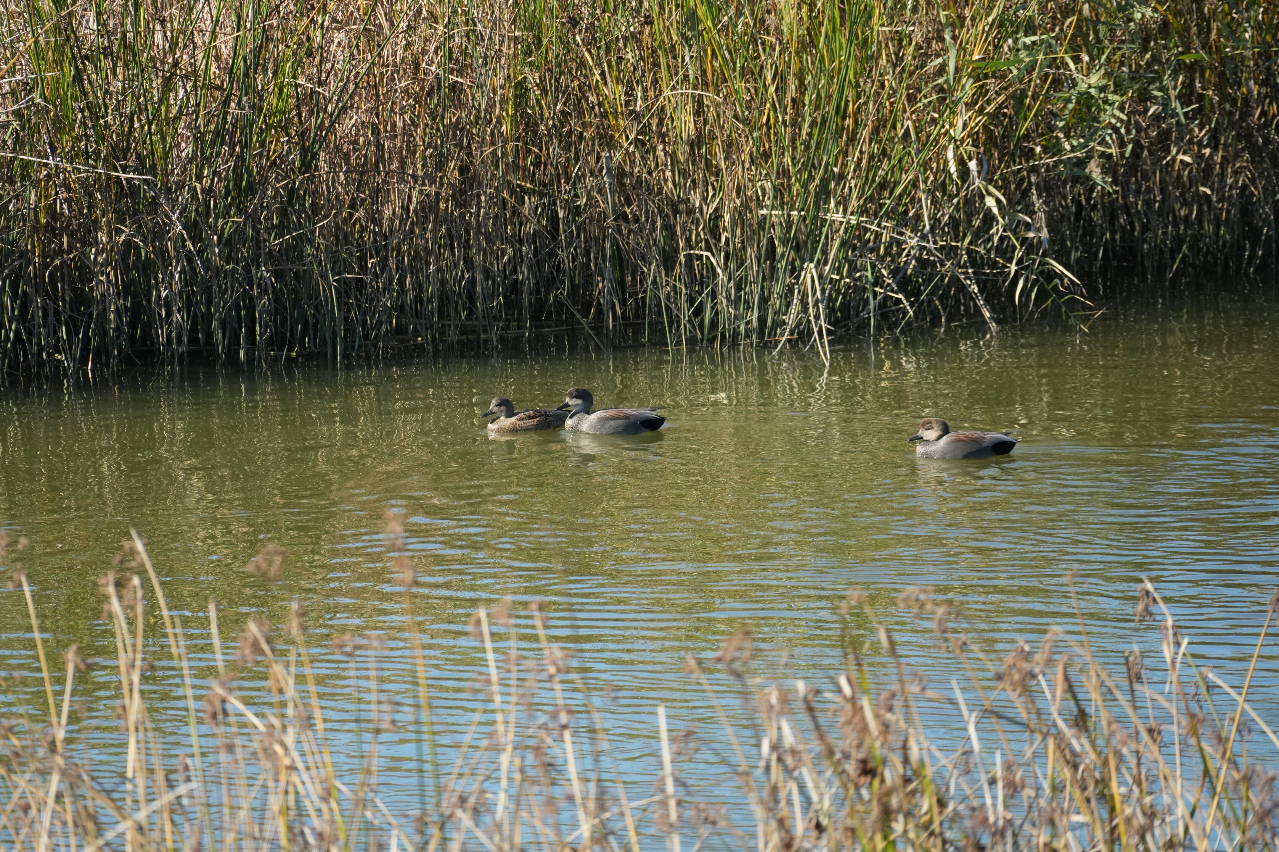 Lower Guadalupe River Trail North