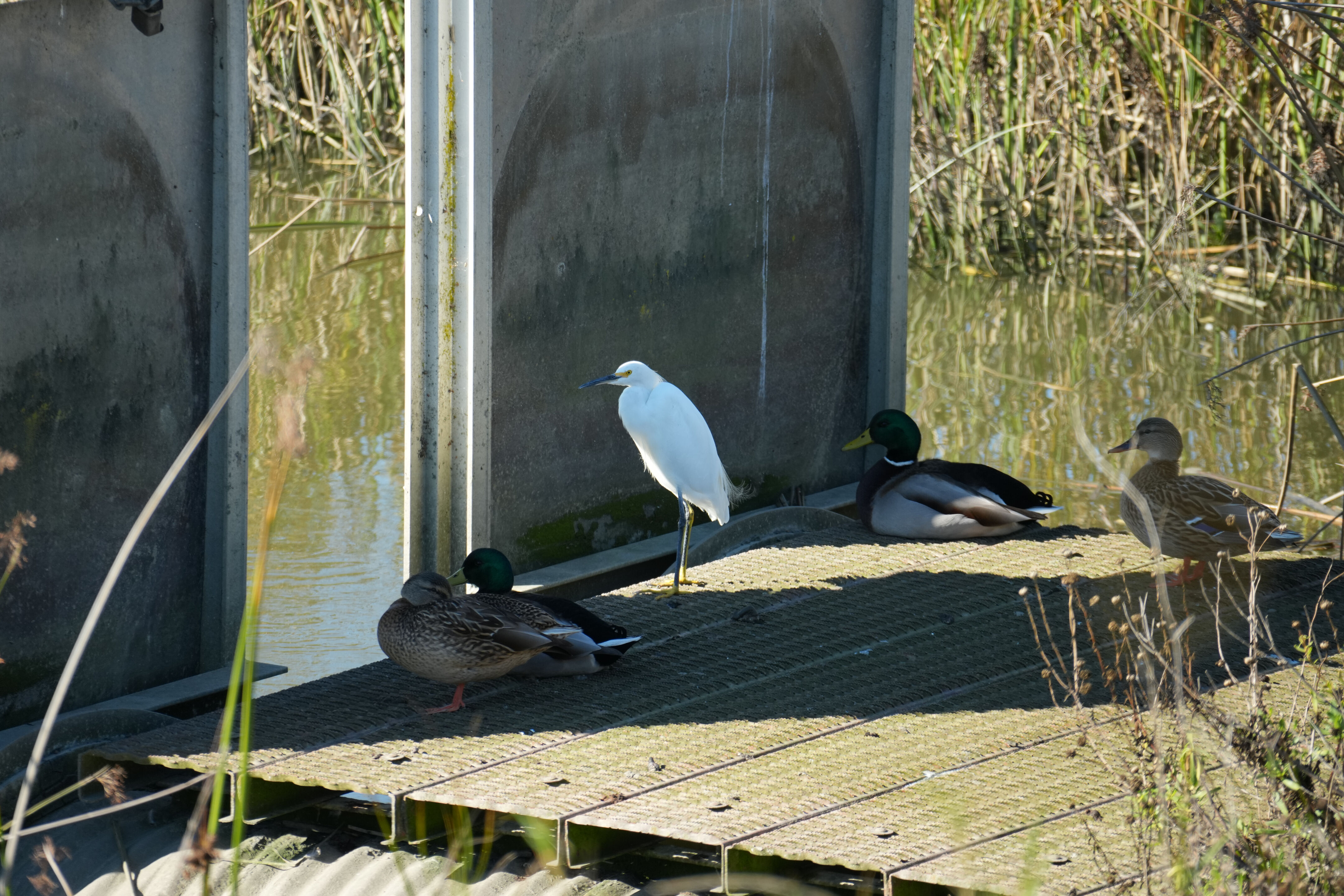 Lower Guadalupe River Trail North