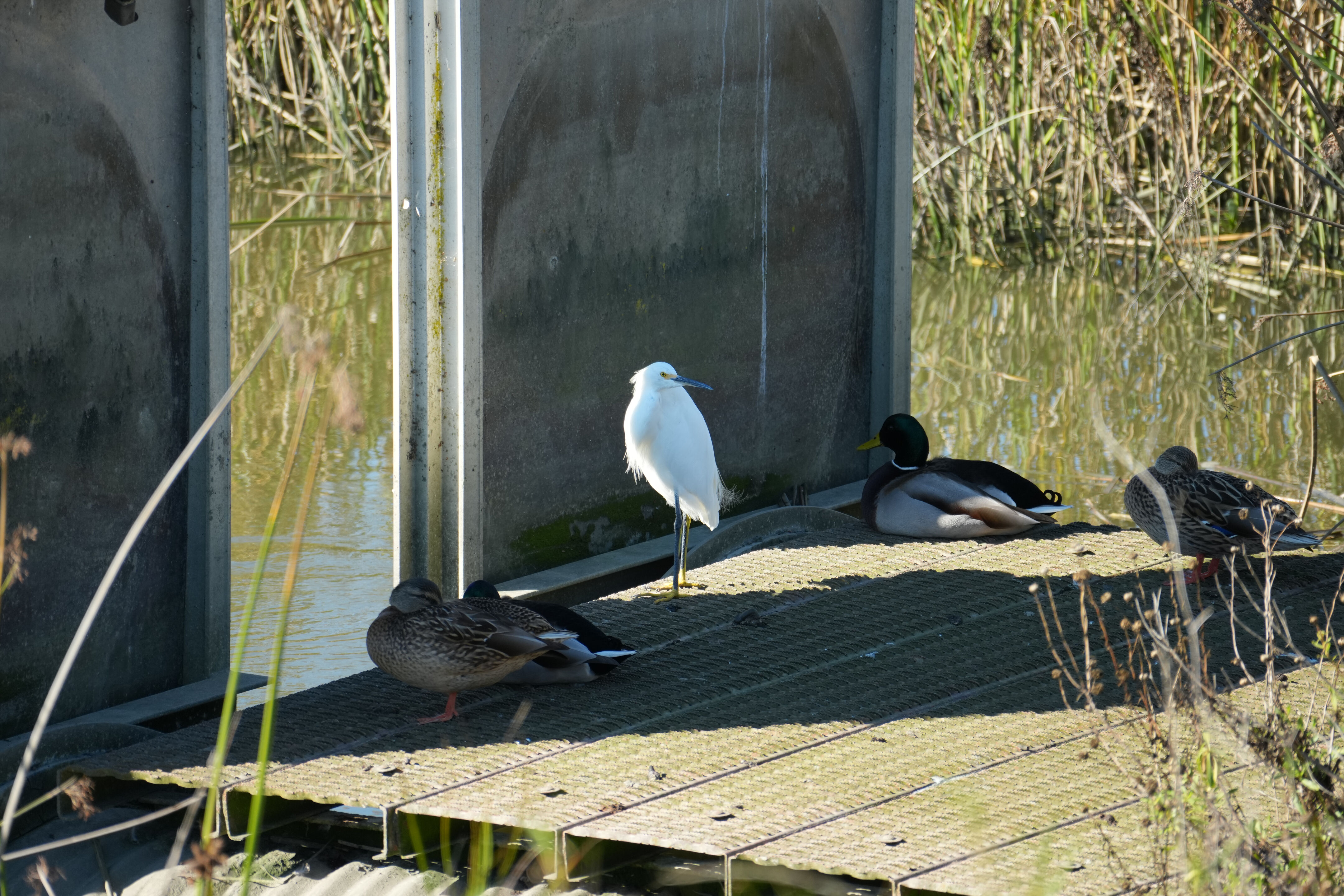 Lower Guadalupe River Trail North