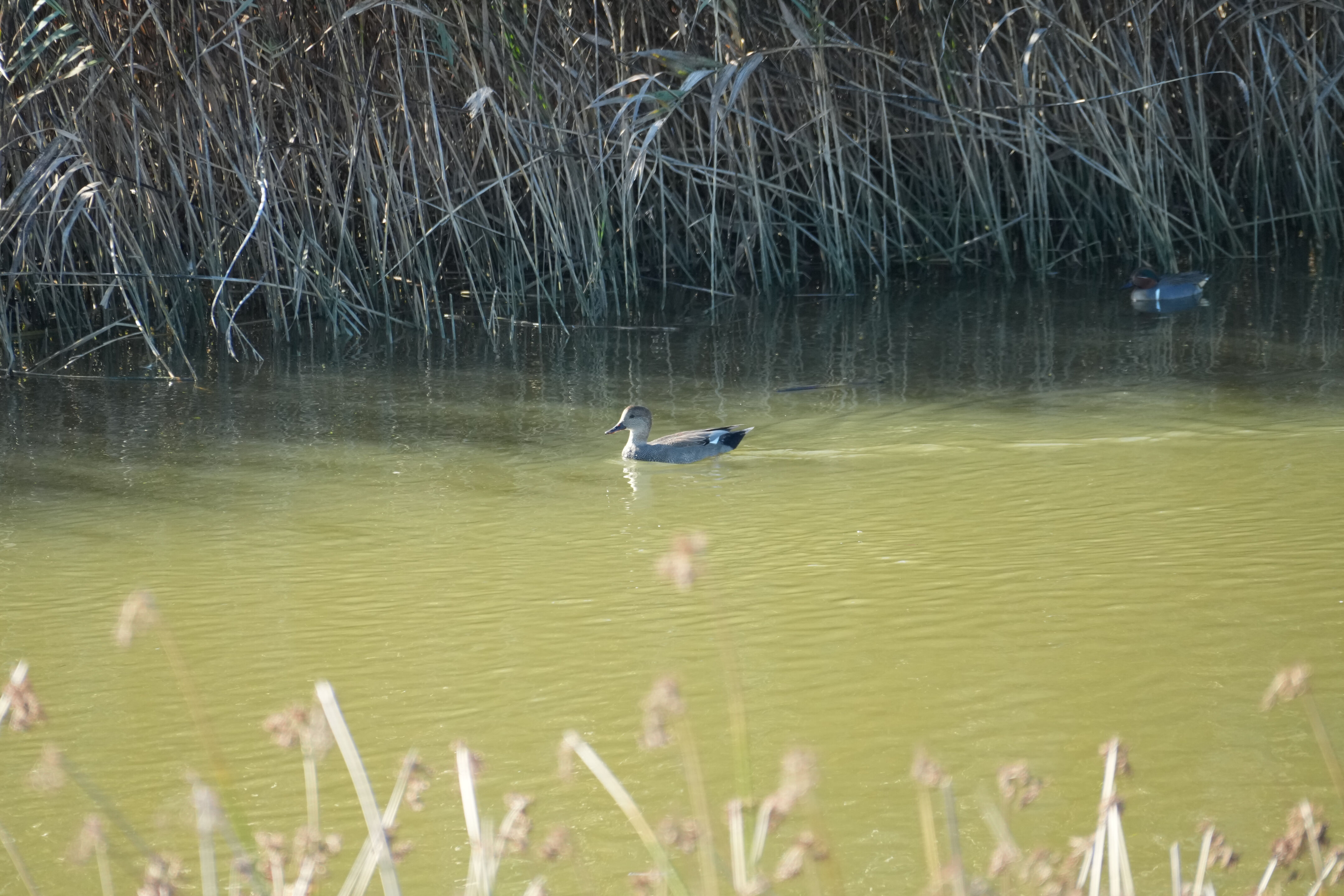 Lower Guadalupe River Trail North