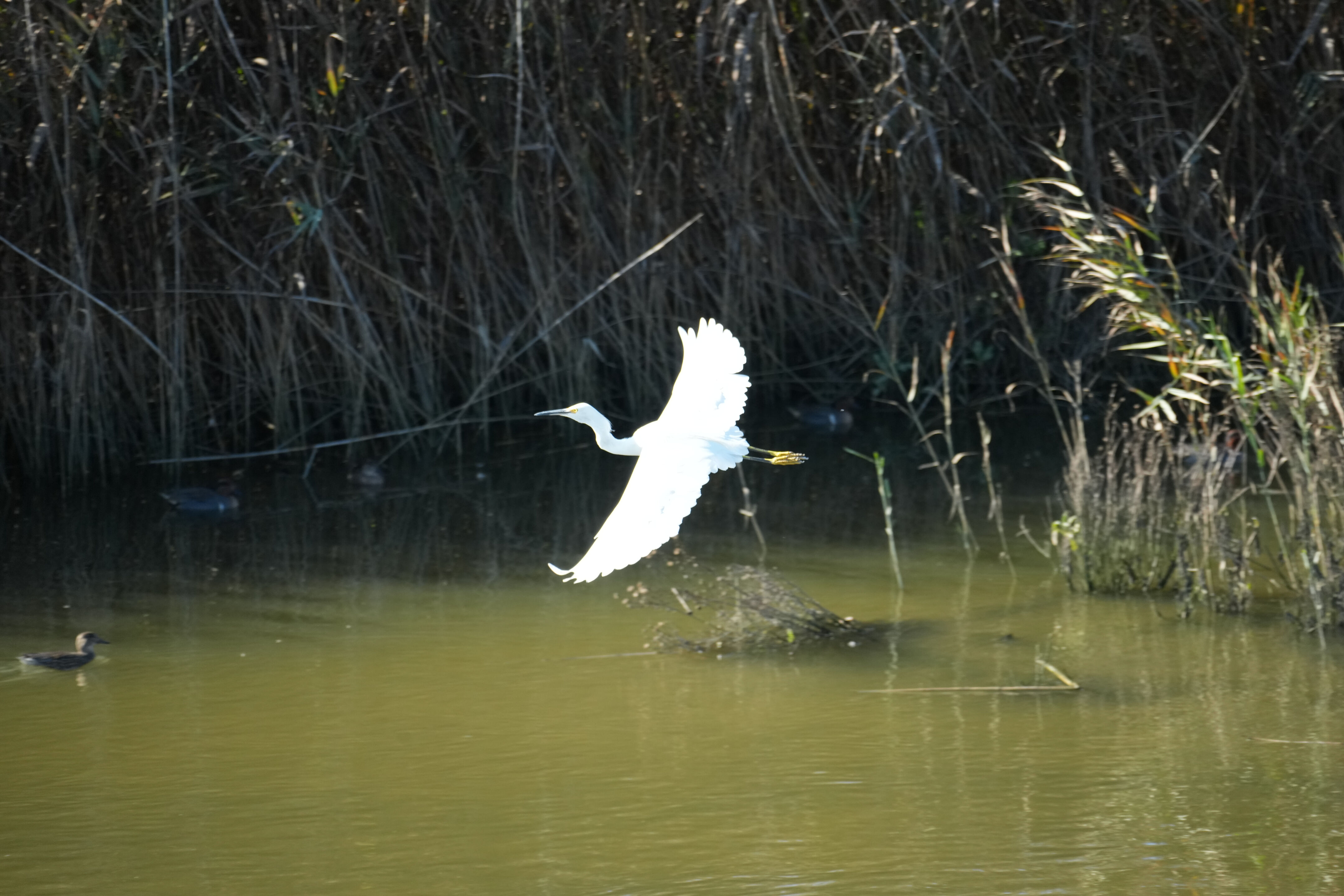 Lower Guadalupe River Trail North